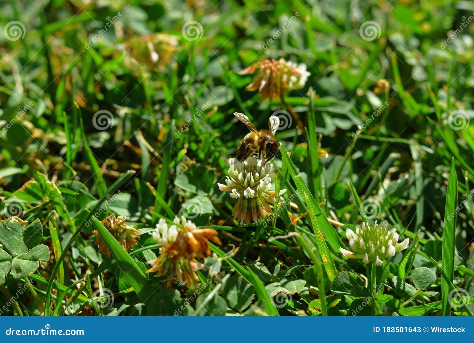 selective shot of a bee collecting nectar from a field flower under the sunlight