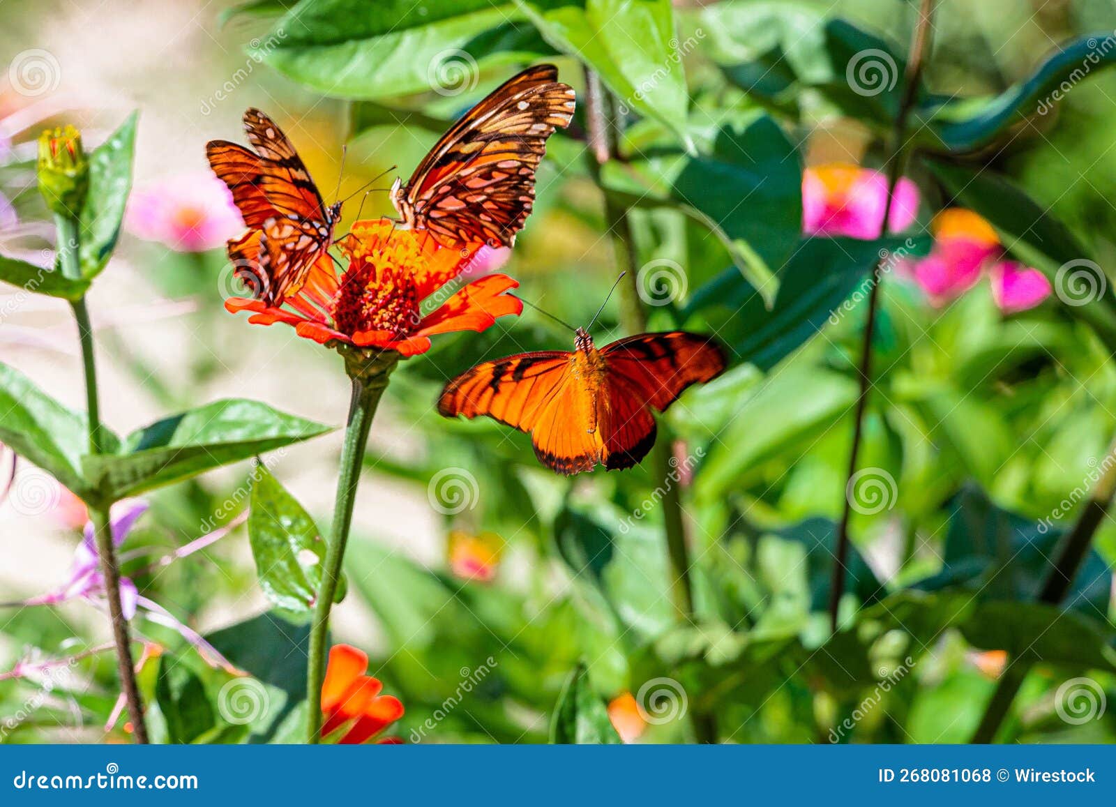 selective shot of mexican silverspot (dione moneta) butterflies  on a flower in a garden