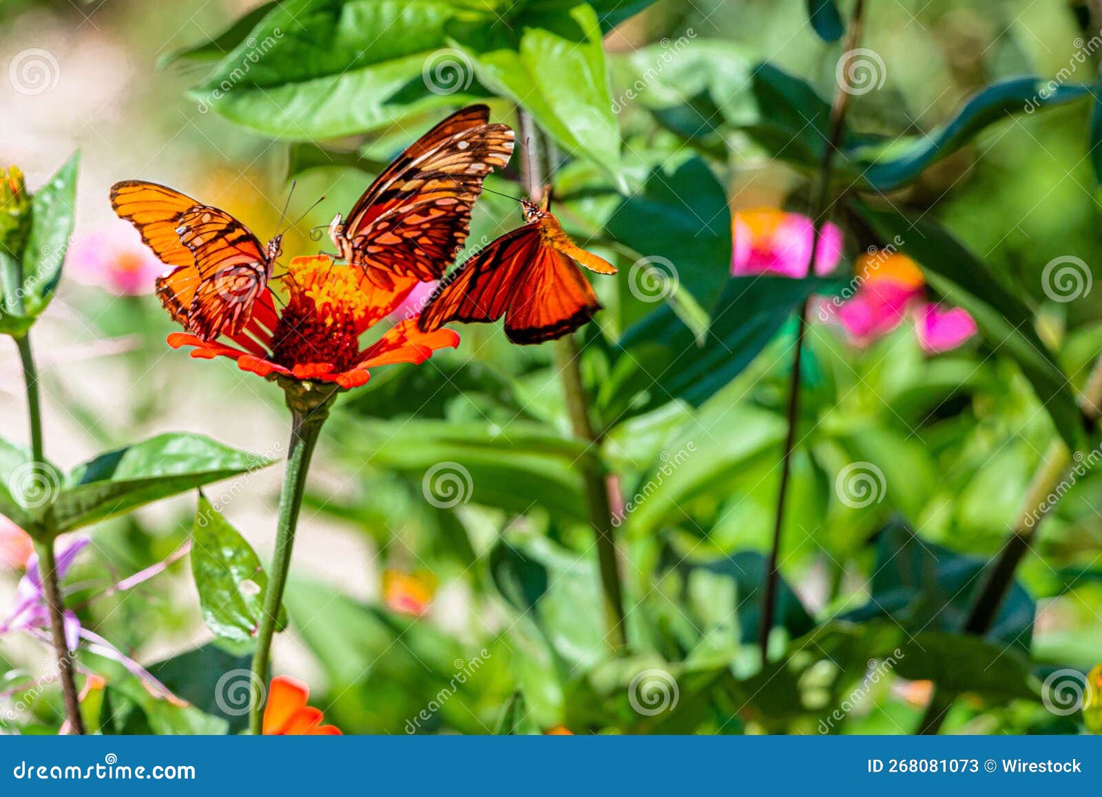 selective shot of mexican silverspot (dione moneta) butterflies  on a flower in a garden