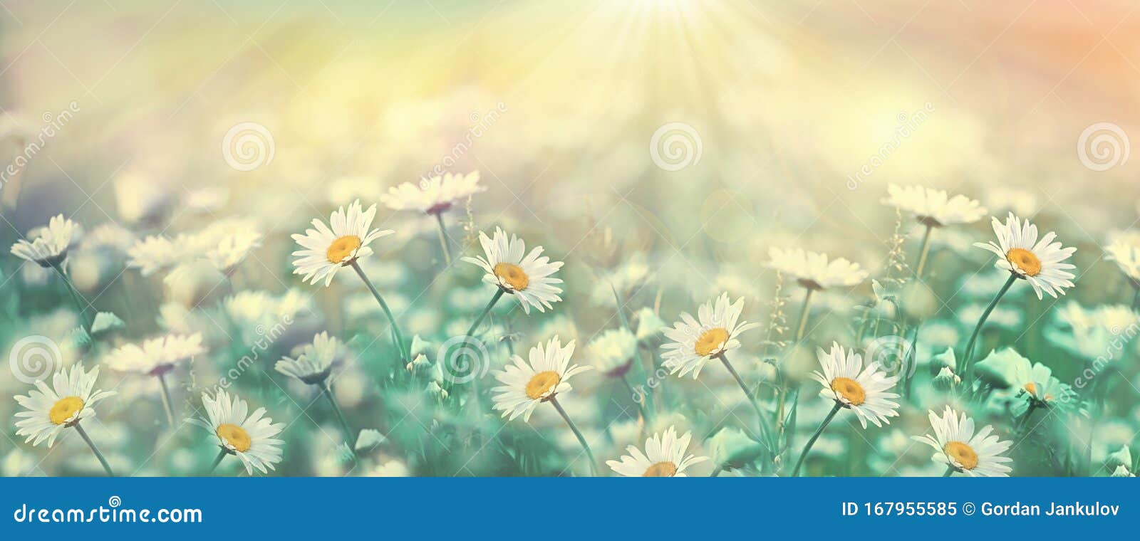 Selective and Soft Focus on Daisy Flower, Daisy Flower Lit by Sun Rays