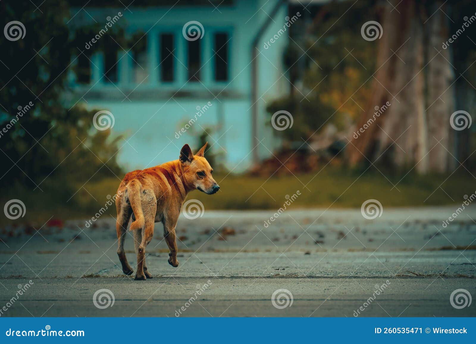 Selective of a Stray Dog on the Street Stock Image Image of outdoor