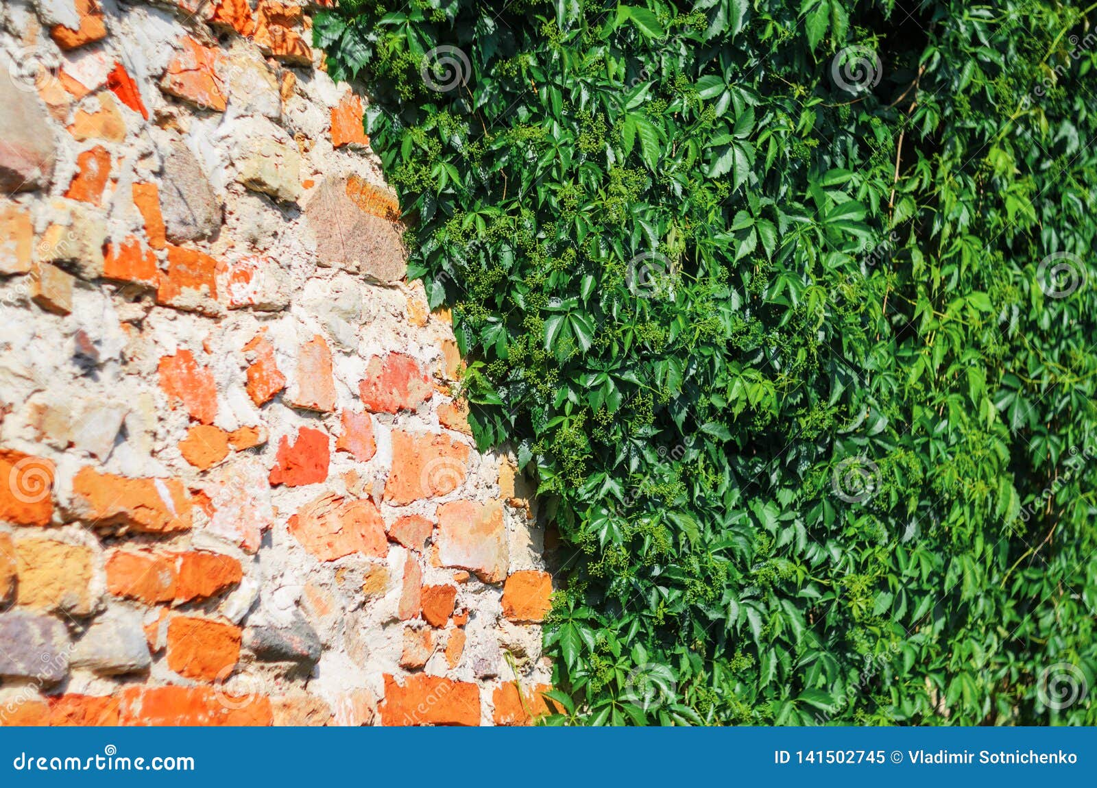 Selfclinging Vine Plants on Brick Wall Stock Image Image of detail, clinging 141502745