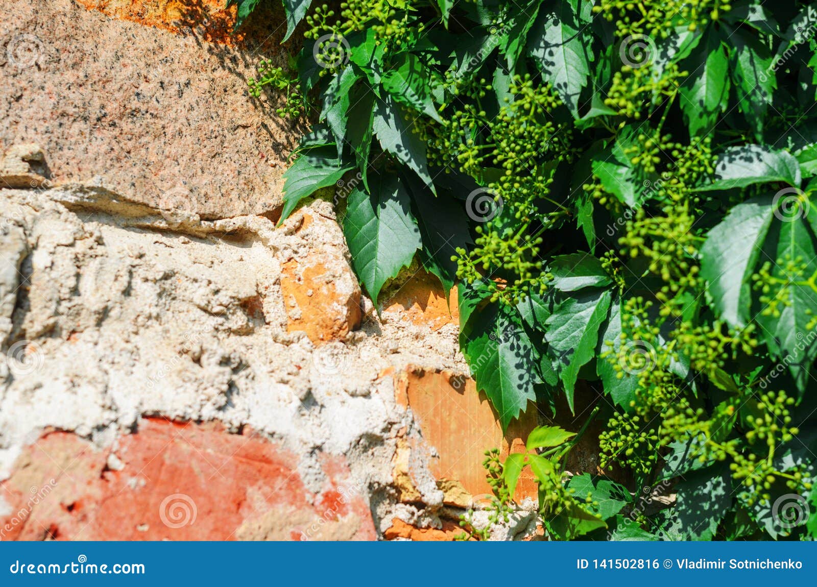 Selfclinging Vine Plants on Brick Wall Stock Photo Image of background, grape 141502816