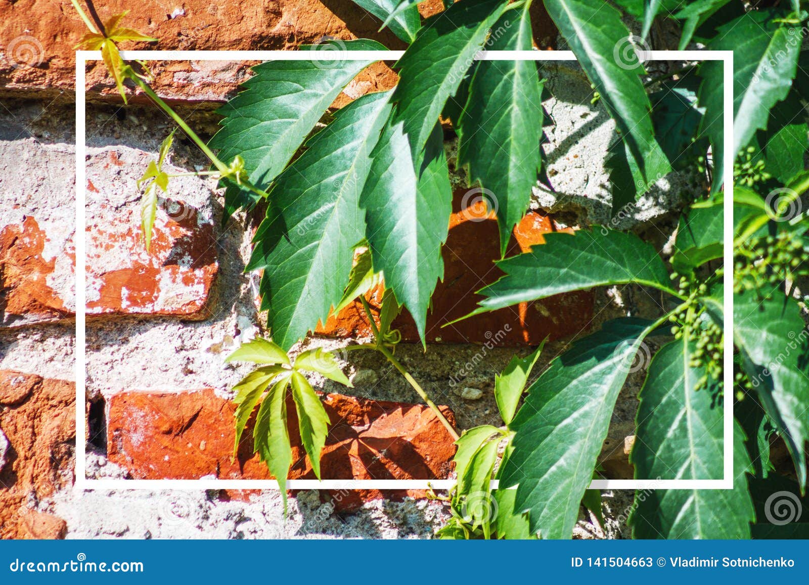 Selfclinging Vine Plants on Brick Wall Stock Image Image of building, abstract 141504663