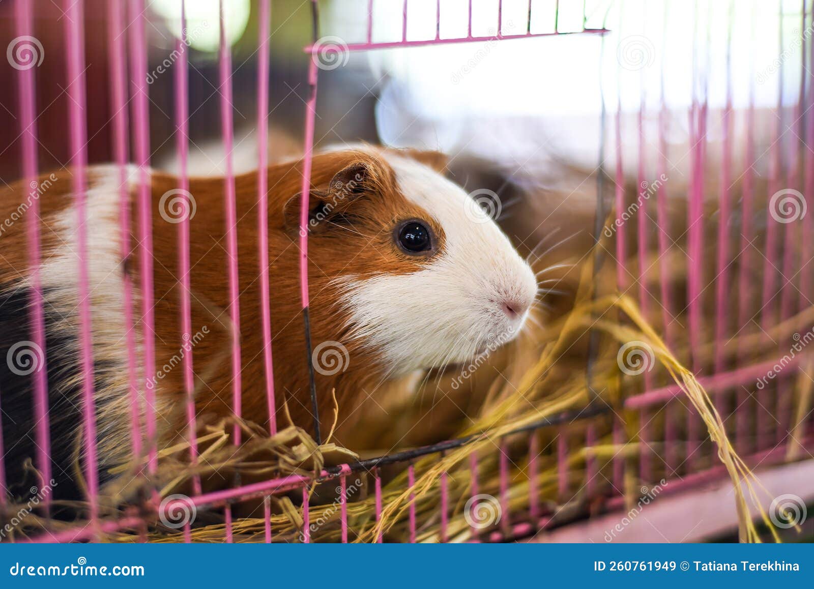 Self Guinea Pig Sitting in Opened Cage Stock Image Image of nose