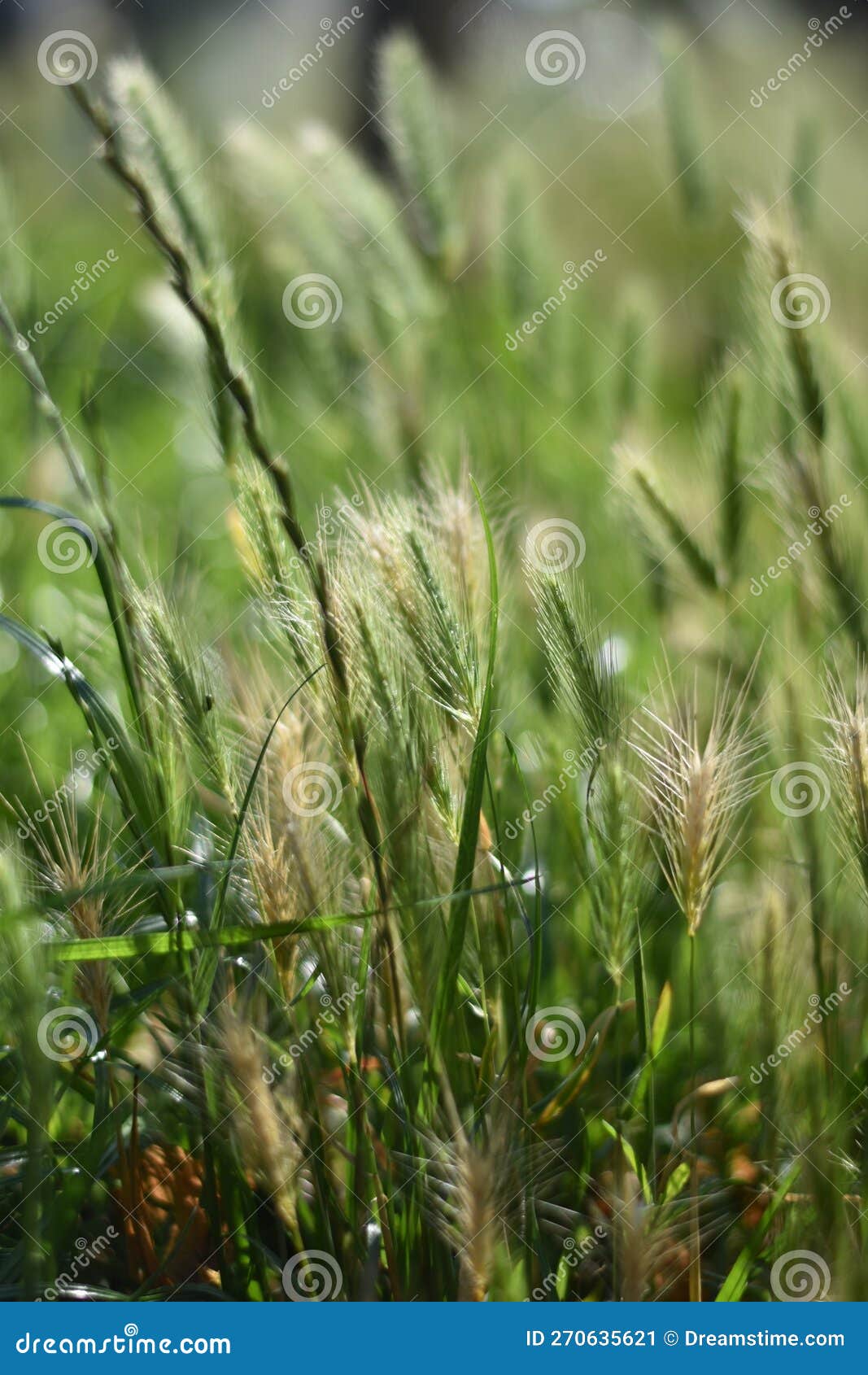 Self-sown Crops As Weeds in a Verge of Grass Stock Image - Image ...