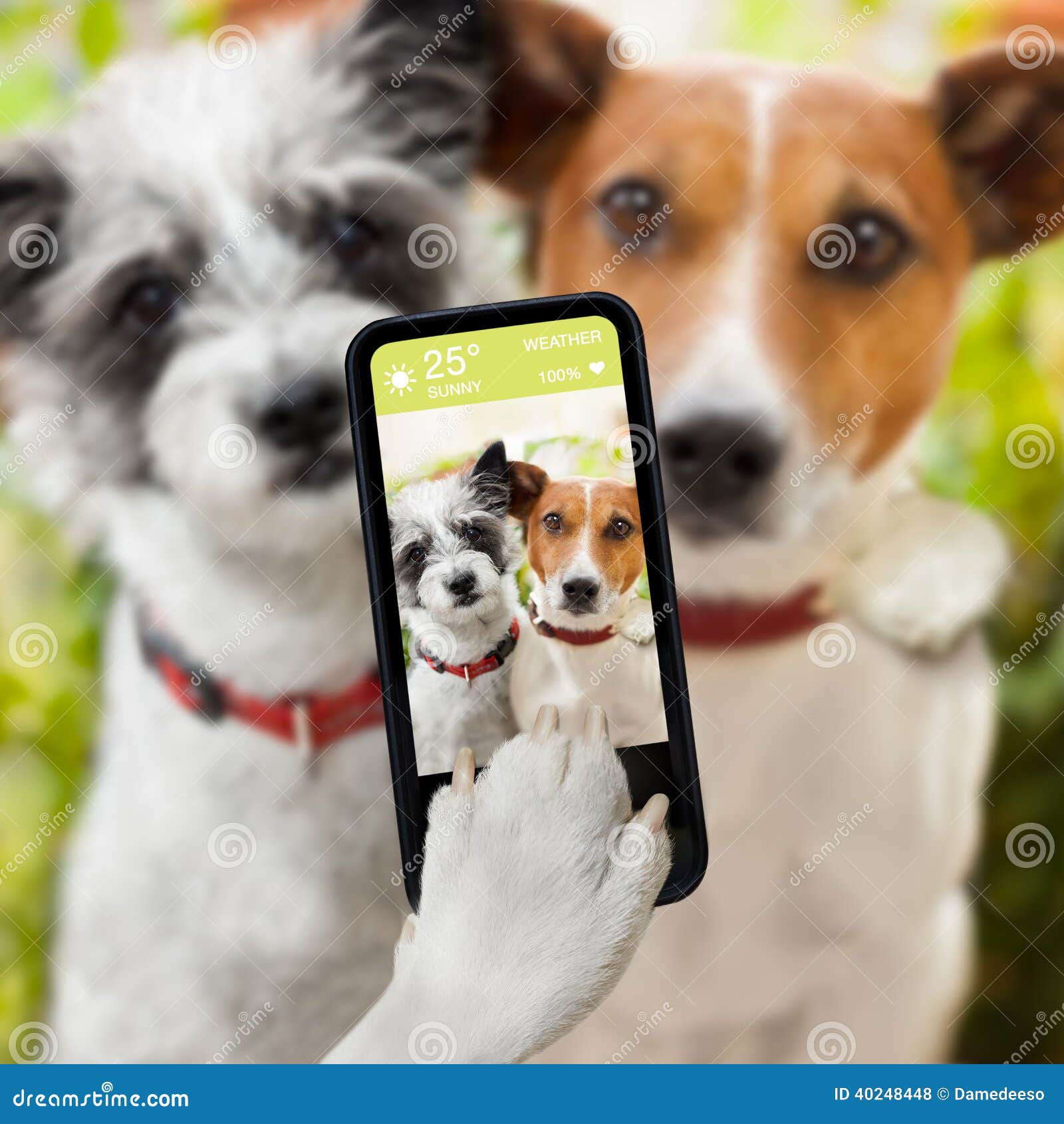 SelfieHunde stockfoto. Bild von begleiter, freundlich 40248448