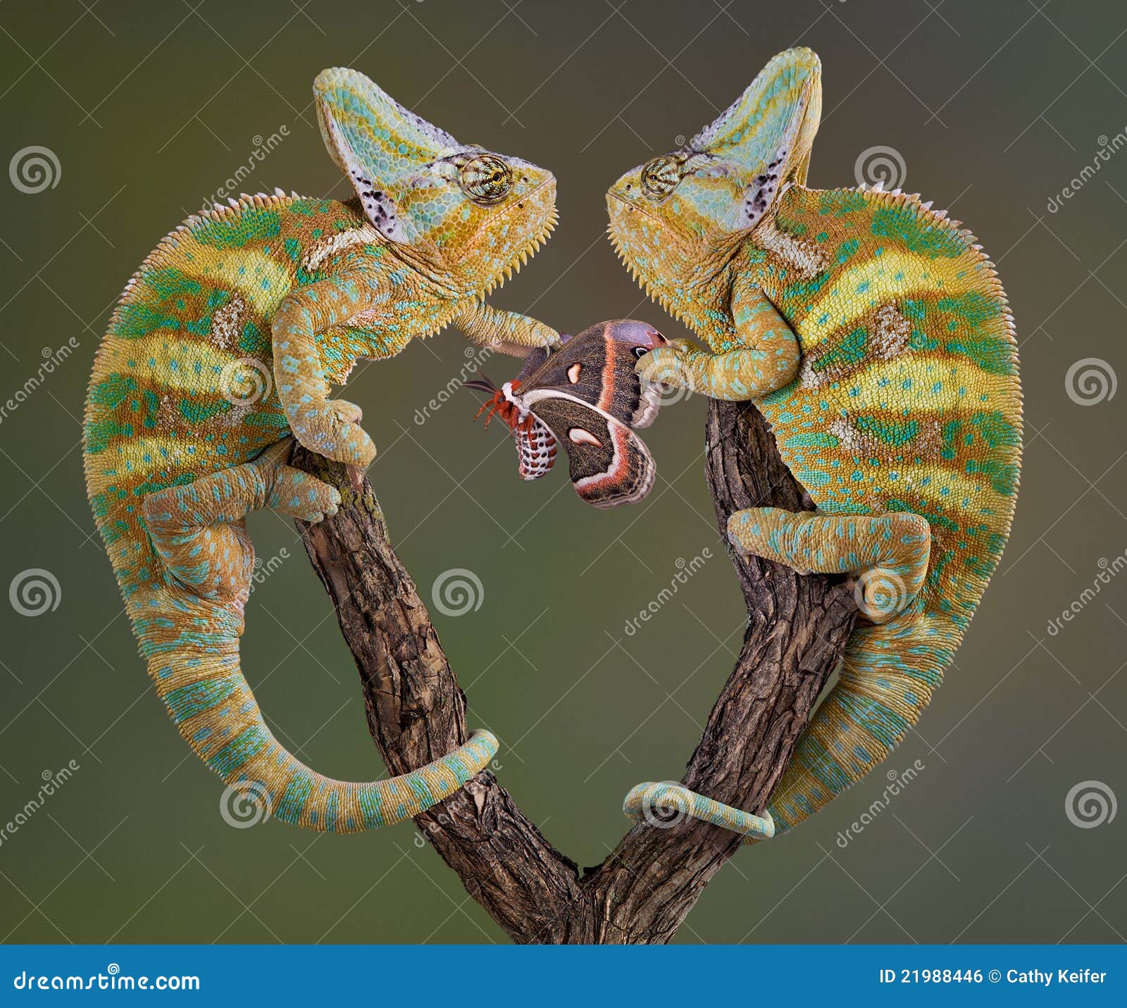 Selfish Chameleons stock photo. Image of lizard, animal ...