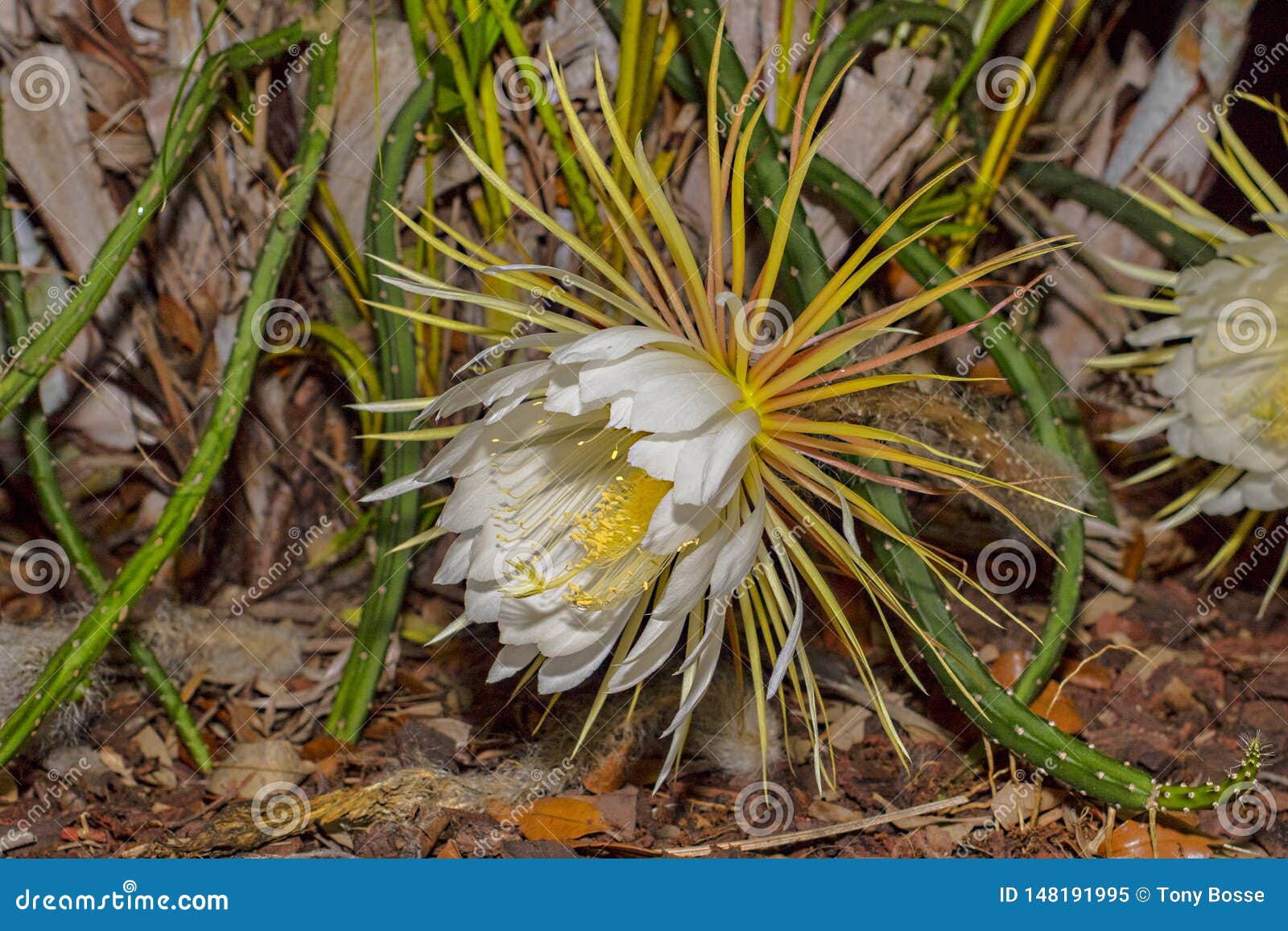 Selinicereus Peteranthus, Flor Do Cacto Do Luar Imagem de Stock - Imagem de  luar, cacto: 148191995