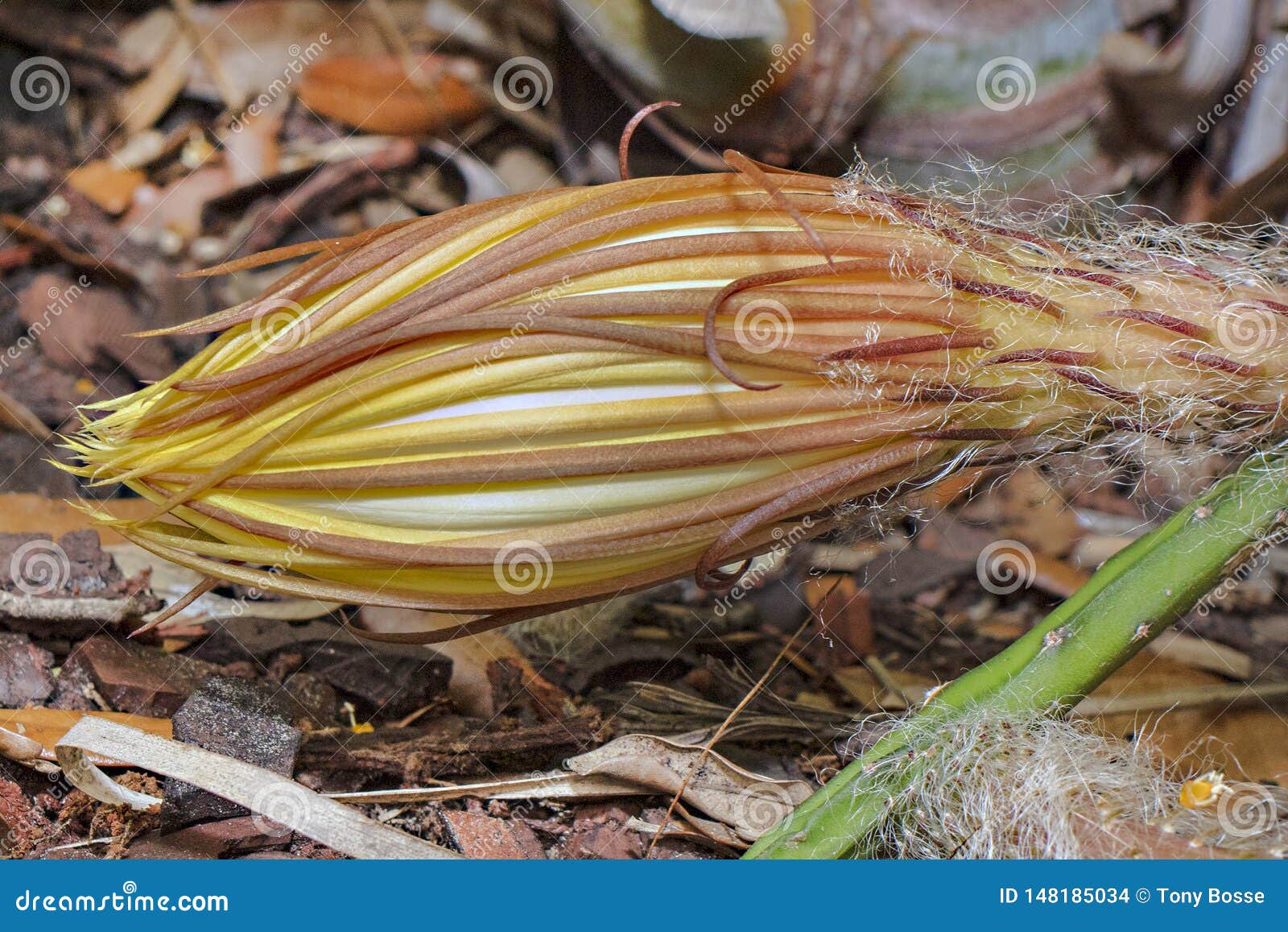 Selinicereus Peteranthus, Flor Em Bot?o Do Cacto Do Luar Foto de Stock -  Imagem de cacto, tropical: 148185034