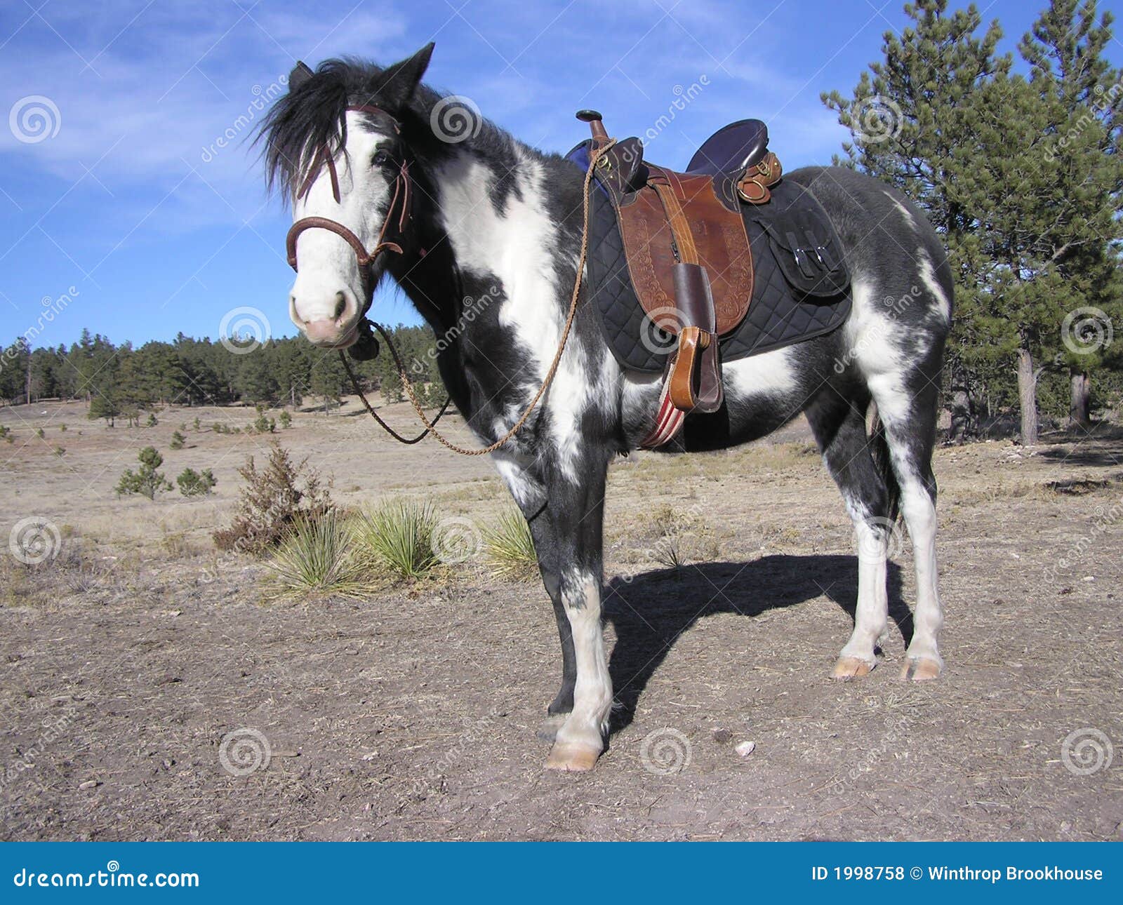 Mustang con la sella australiana e bosal spagnoli e il hackamore