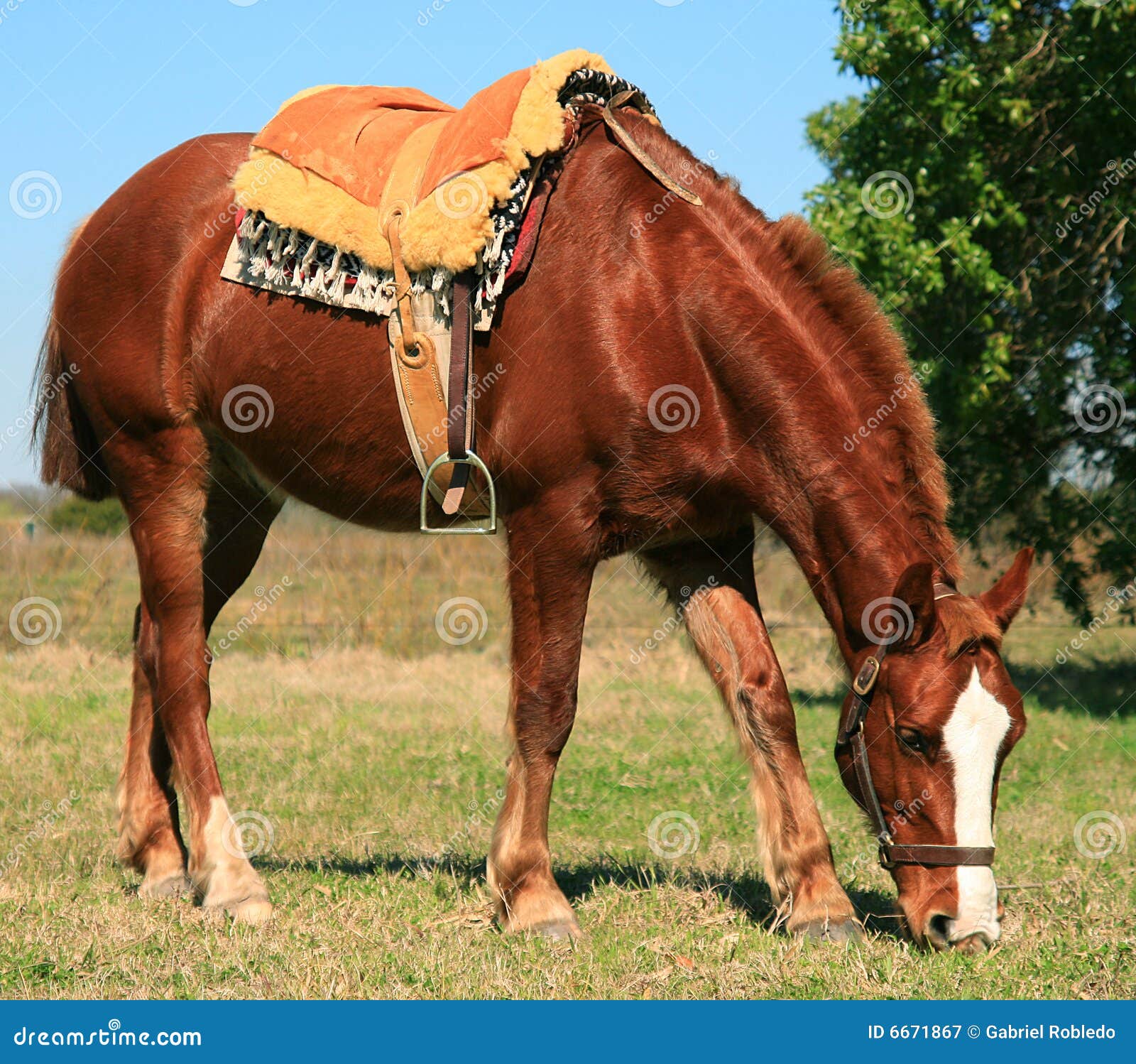 Sella Francese Del Cavallo Immagine Stock Immagine Di Nave