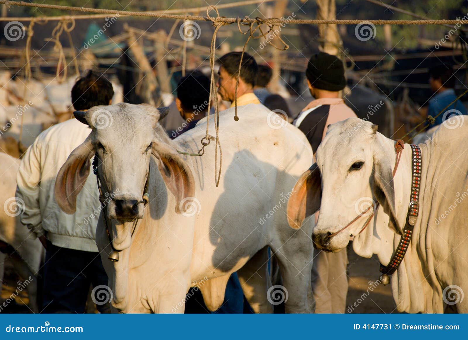 Selling Cattle in Thailand stock image. Image of thai 4147731