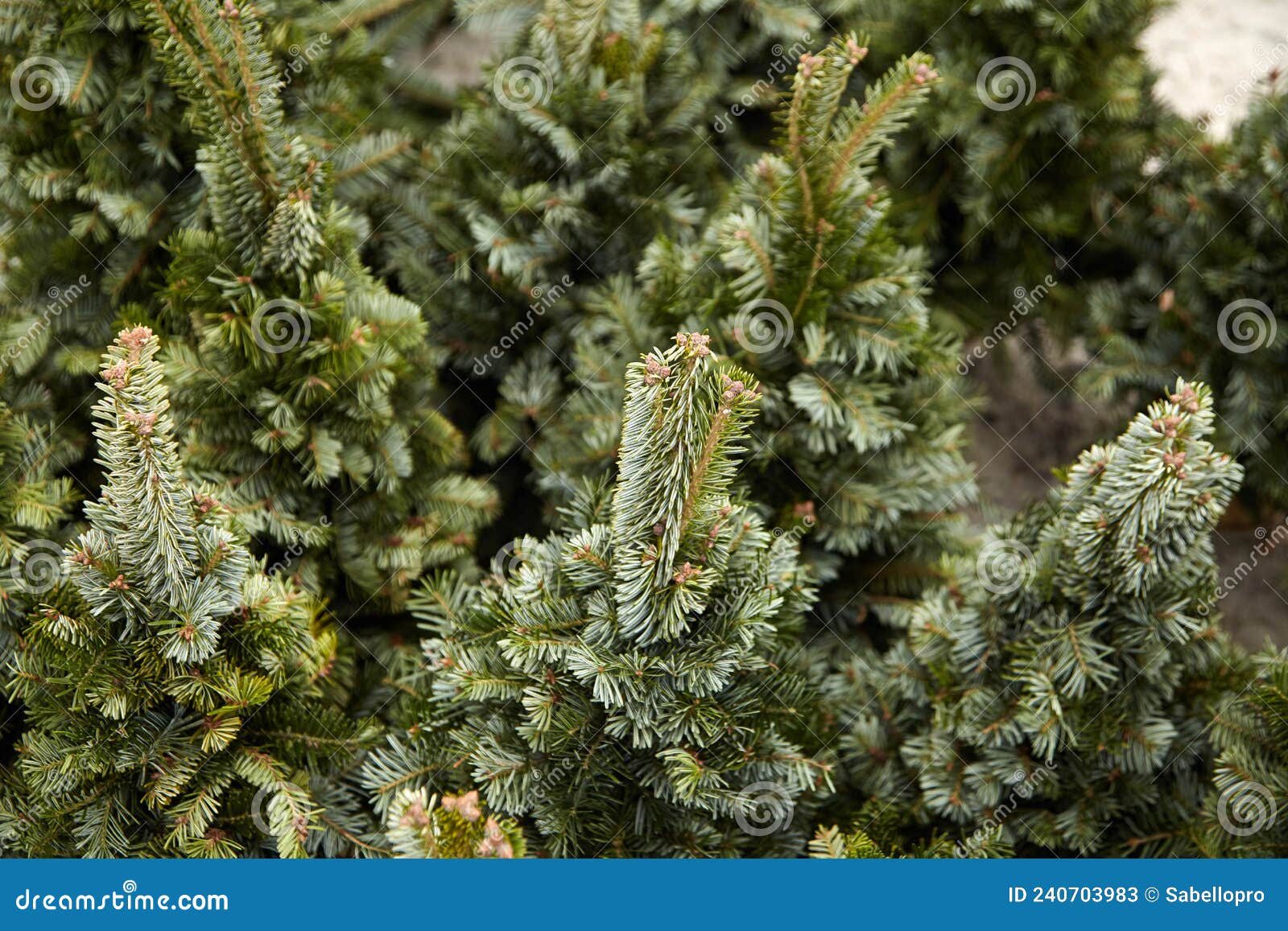Selling Christmas trees stock image. Image of green 240703983