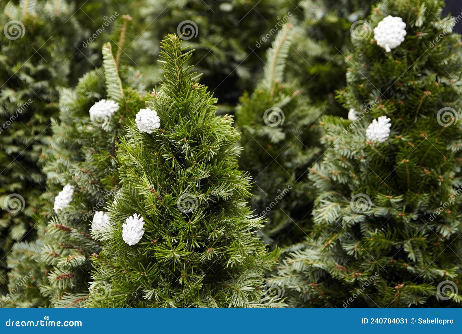 Selling Christmas trees stock image. Image of spruce 240704031