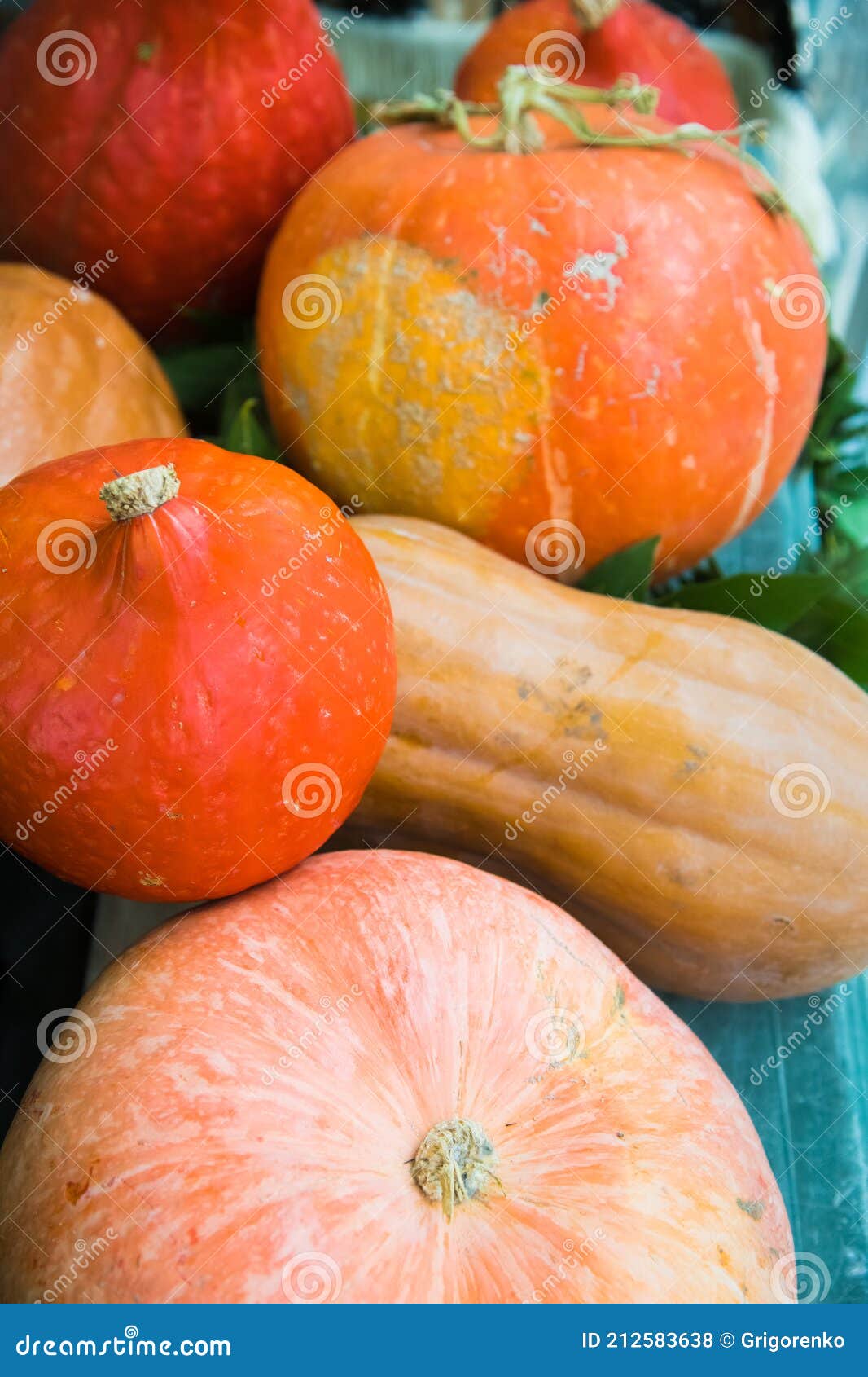 Selling Pumpkins in the Store Stock Photo Image of healthy, plant 212583638