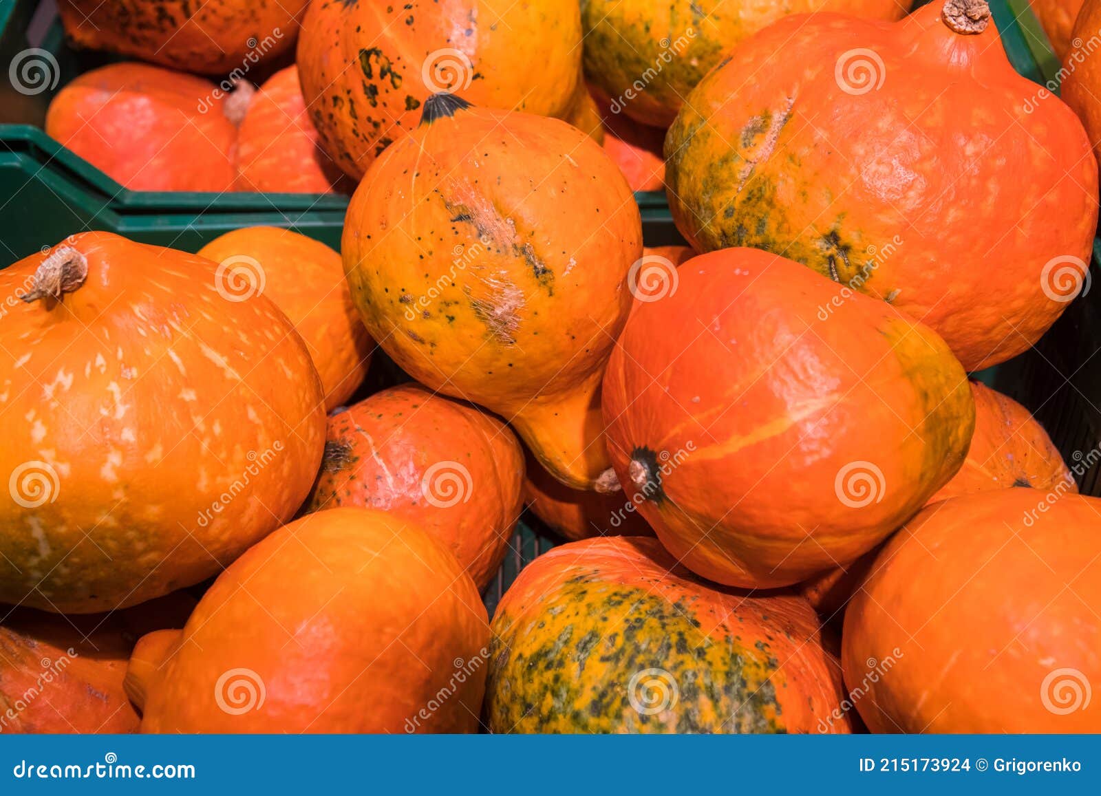 Selling Pumpkins in the Store Stock Photo Image of business, group 215173924
