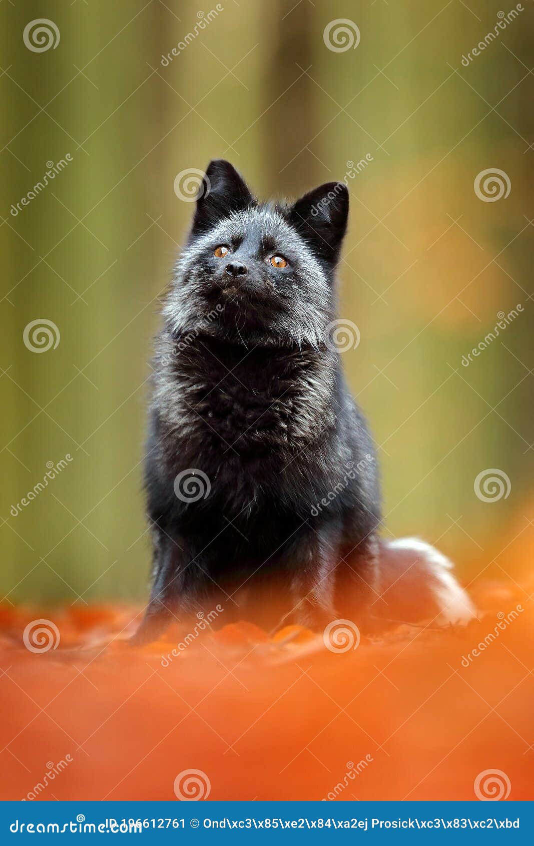 Seltene Form Des Schwarzen Silberfuchses. Dunkelroter Fuchs Im ...