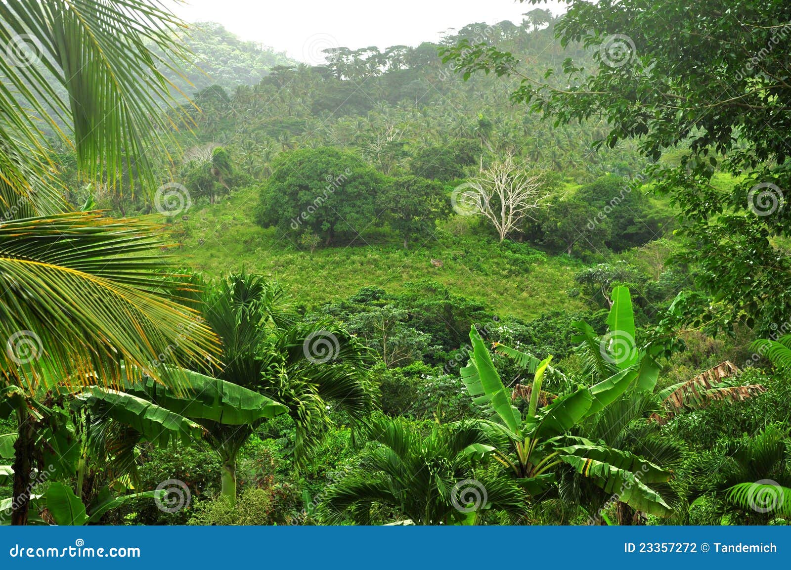 Selva en la República Dominicana. Selva - selva tropical en la República Dominicana