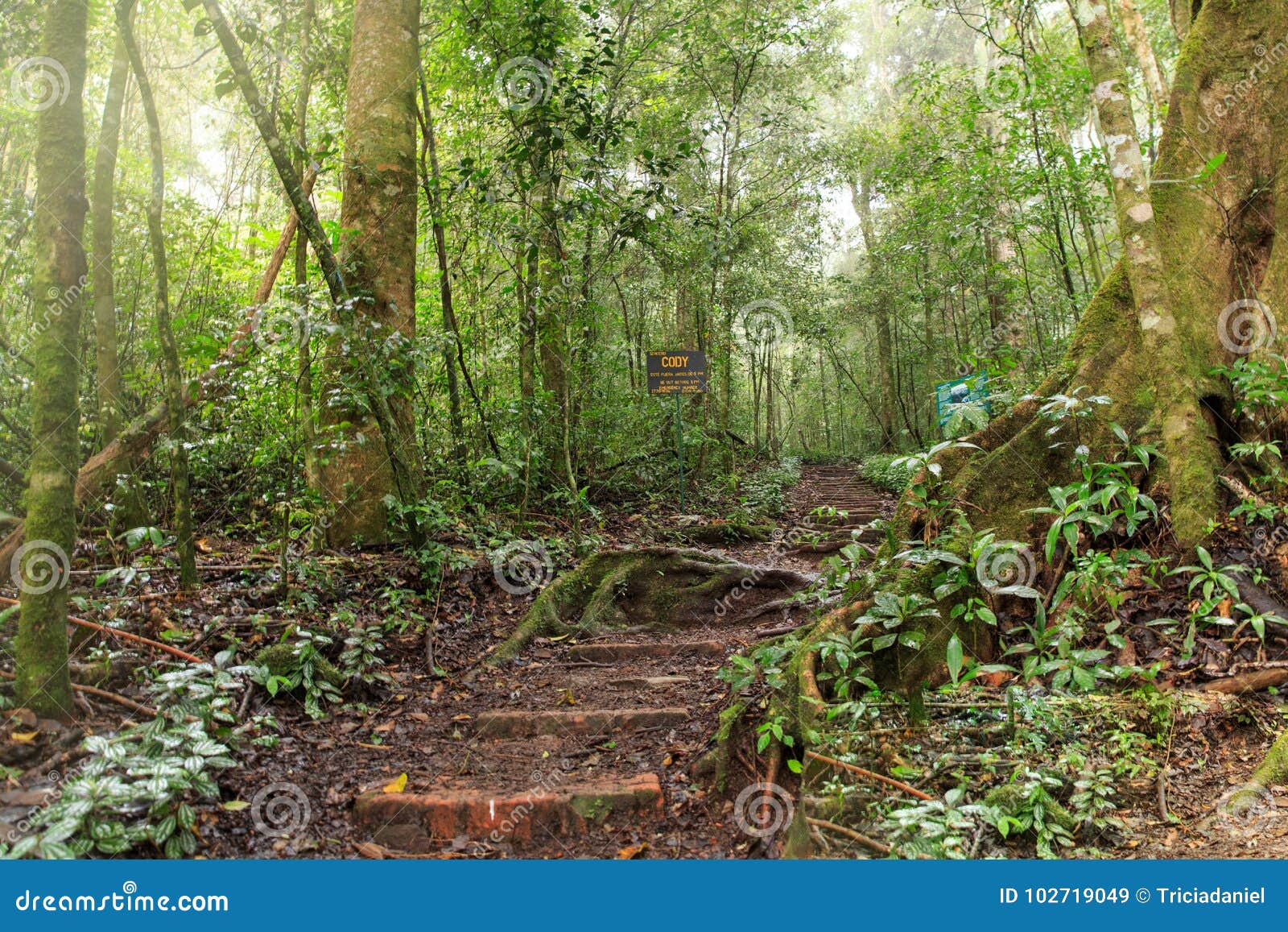 selva negra mixed tropical forest, nicaragua