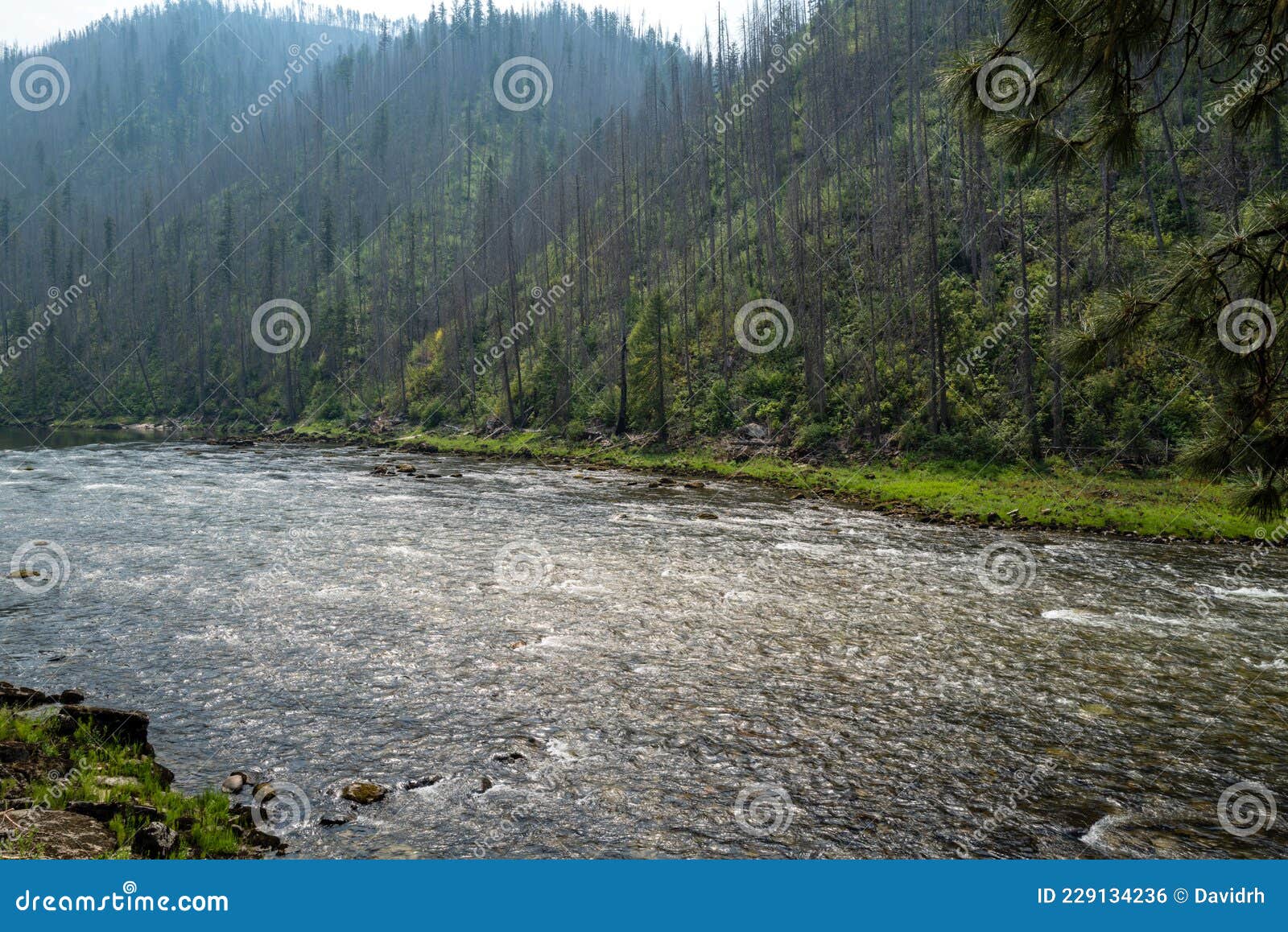 the selway river east of lowell, idaho, usa