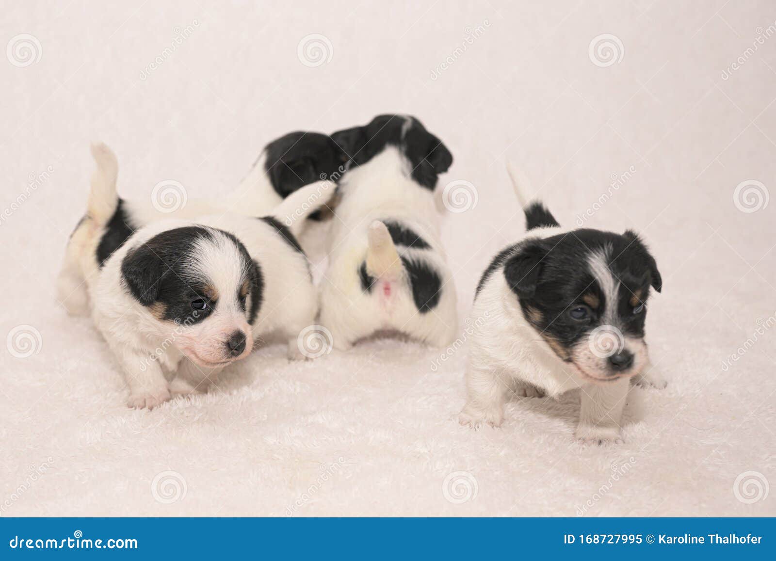3 5 Semaines De Chiens Groupe De Petits Chiens Memes De Race Bebe De Jack Russel Terrier Image Stock Image Du Crabots Famille 3 5 Semaines De Chiens Groupe De Petits Chiens Memes De Race Bebe De Jack Russel Terrier Image Stock Image Du Crabots Famille