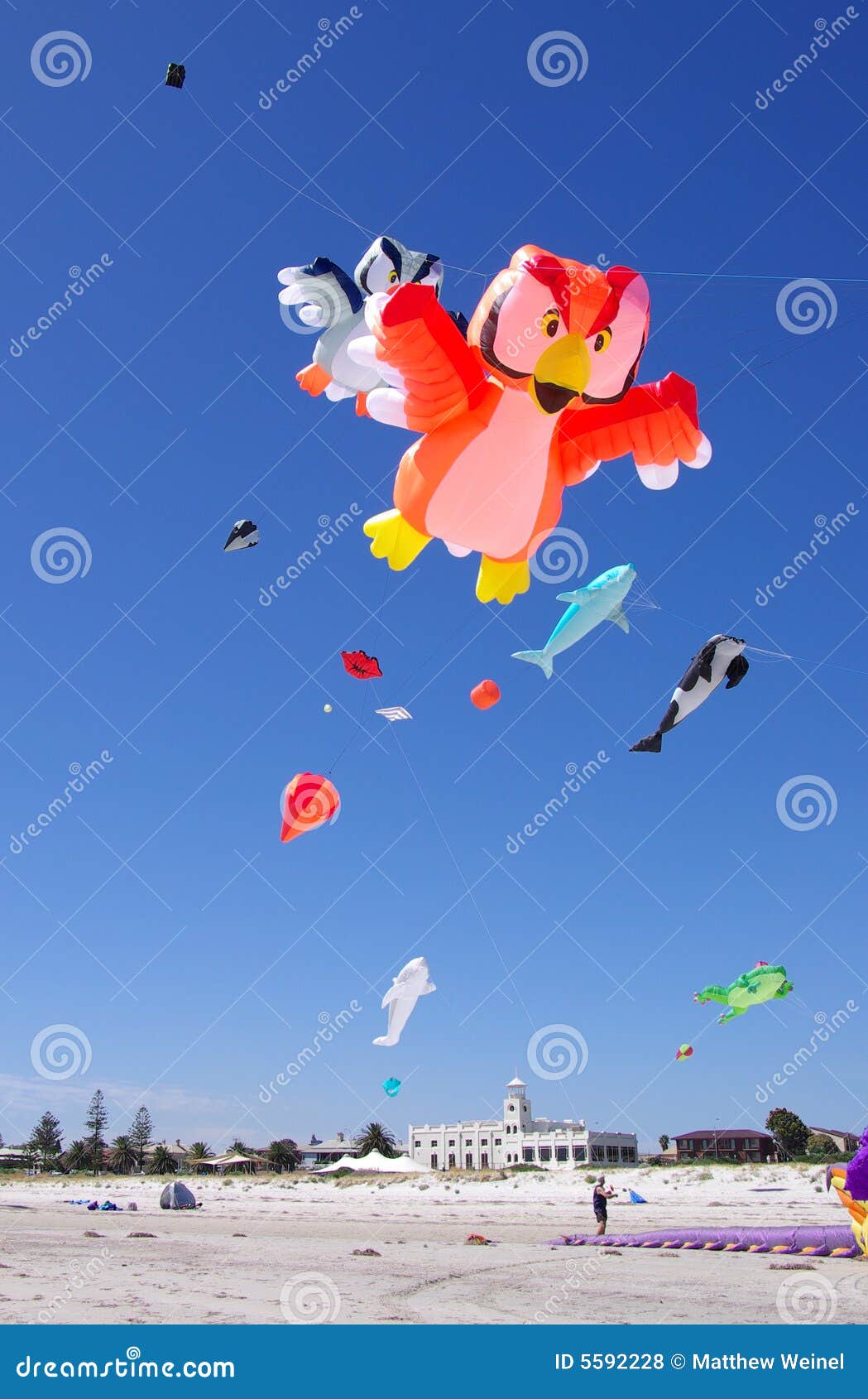 Semaphore Kite Festival editorial stock photo. Image of festival 5592228