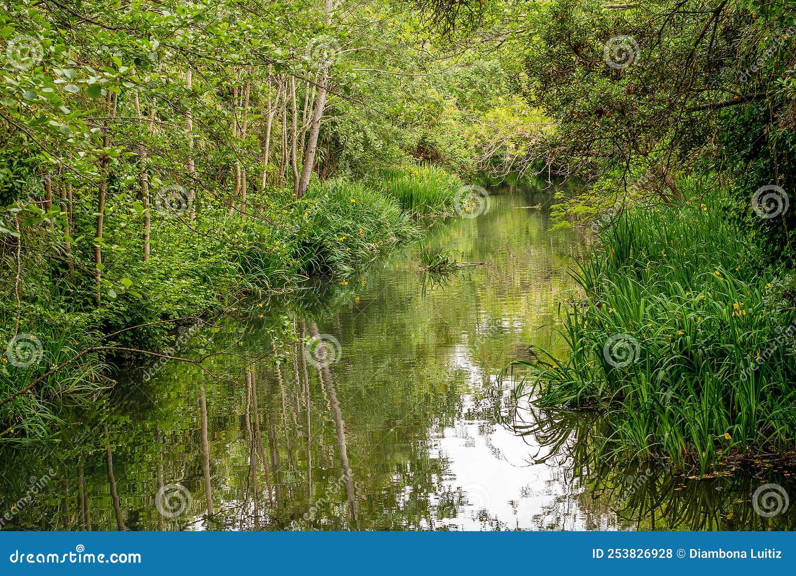 il bosco con il fiume