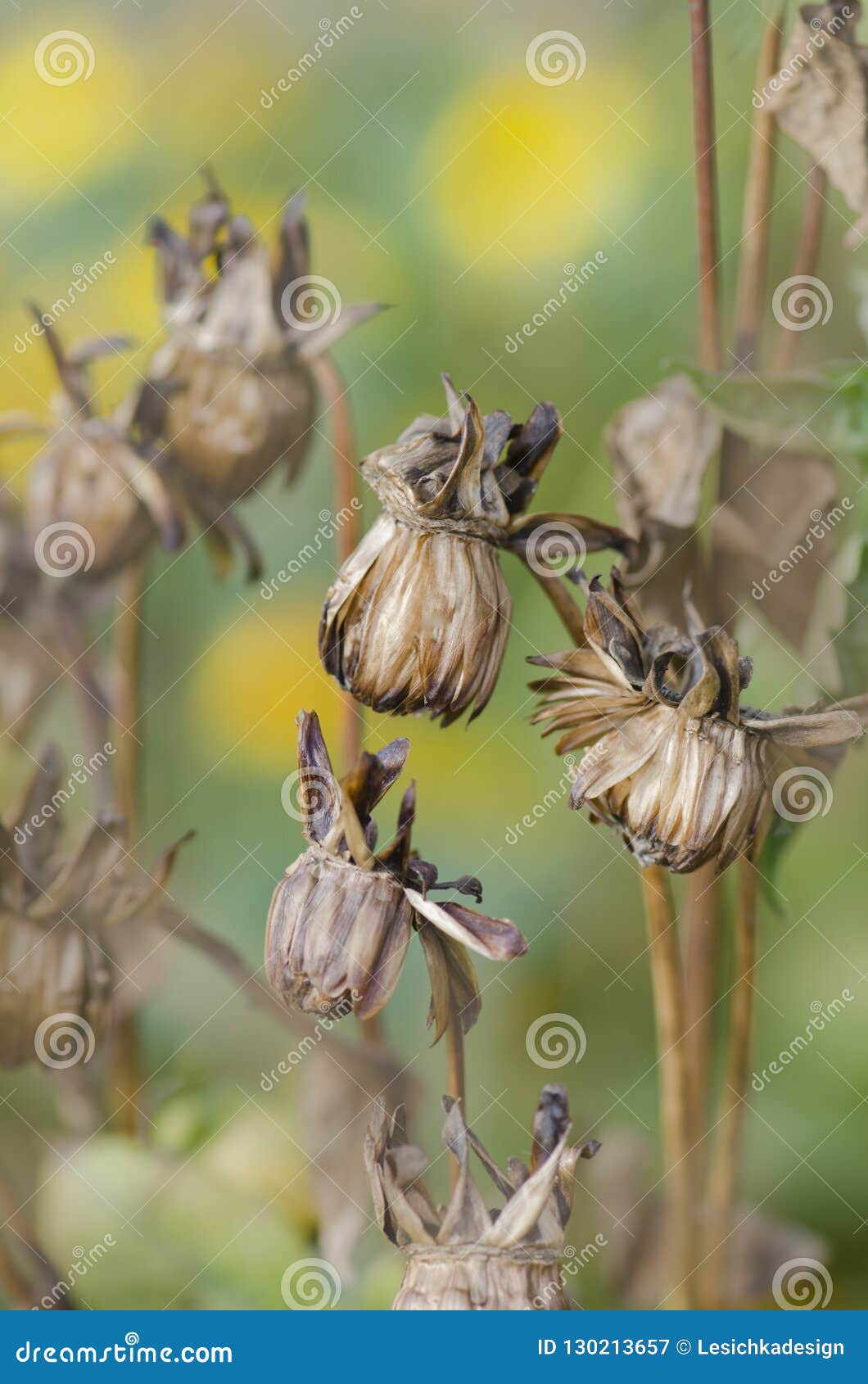 Semente Seca Da Dália Da Flor Imagem de Stock - Imagem de jardinar,  projeto: 130213657