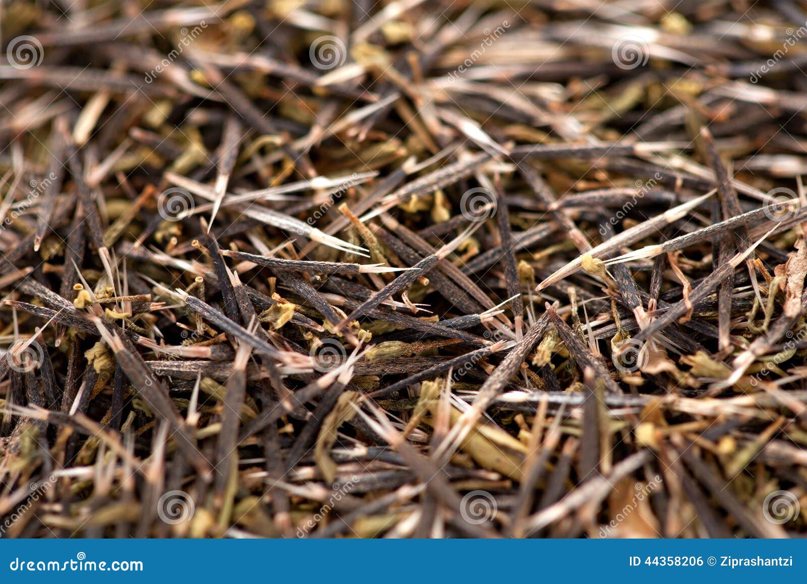 Semente Secada Cravo-de-defunto Foto de Stock - Imagem de secado, seco:  44358206