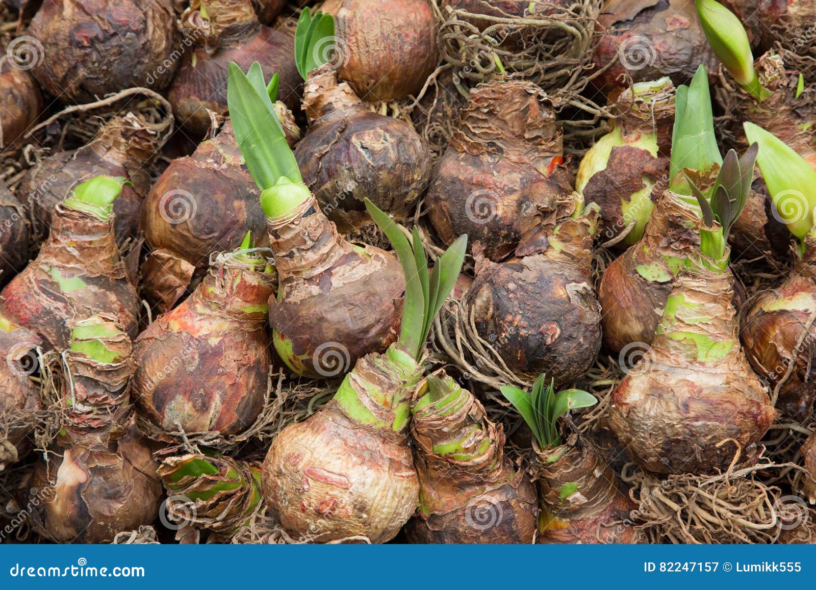 Sementes Brotadas Dos Bulbos Das Tulipas No Mercado Das Flores Imagem de  Stock - Imagem de ninguém, florescer: 82247157