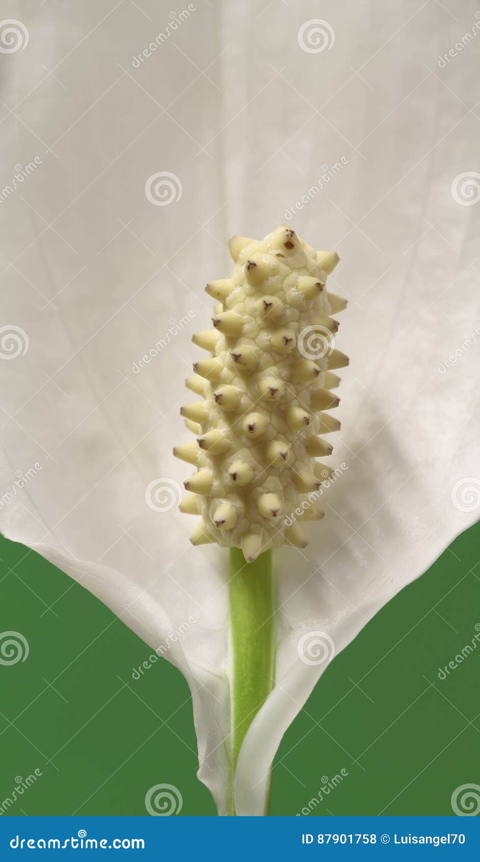 Sementes De Flor Do Lírio De Paz Foto de Stock - Imagem de bonito, usina:  87901758