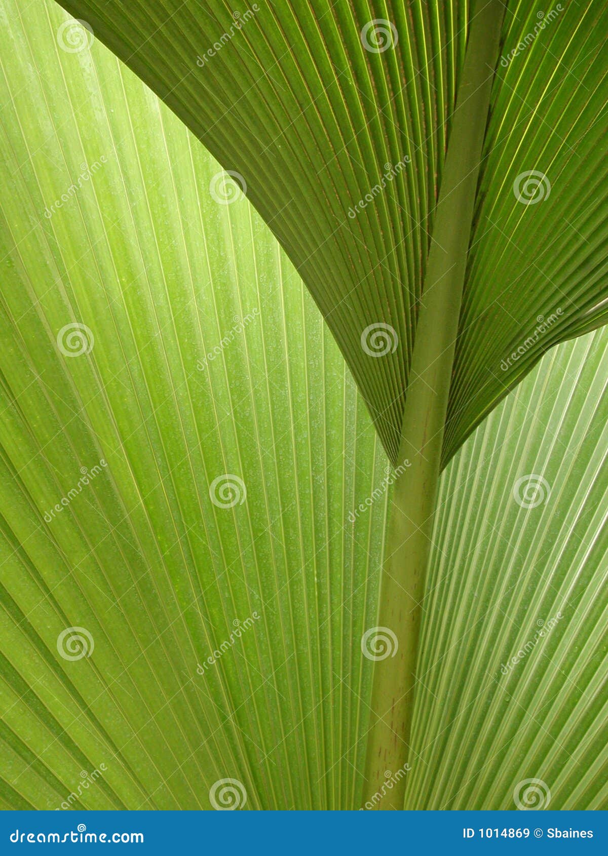 semi-abstract green palm fronds