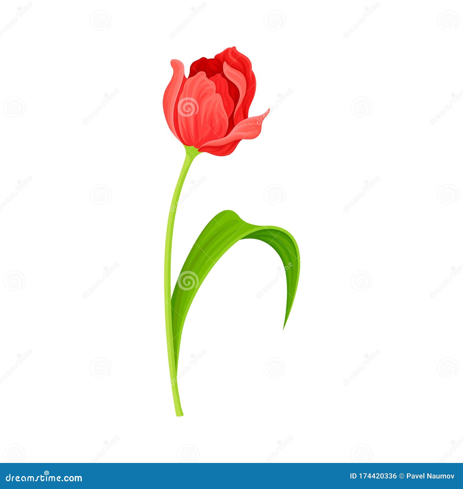 semi-closed red tulip flower bud on green erect stem with blade  