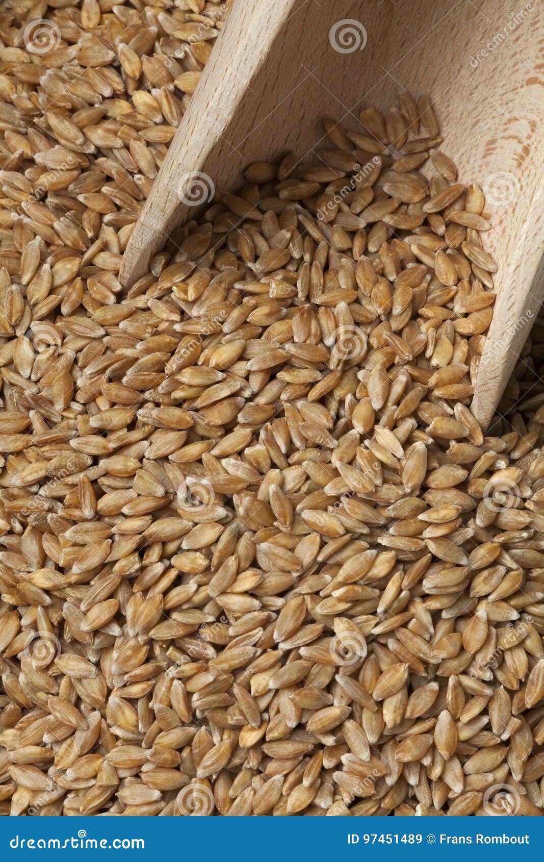 Semi Del Grano Di Farro Piccolo Immagine Stock Immagine di alimento