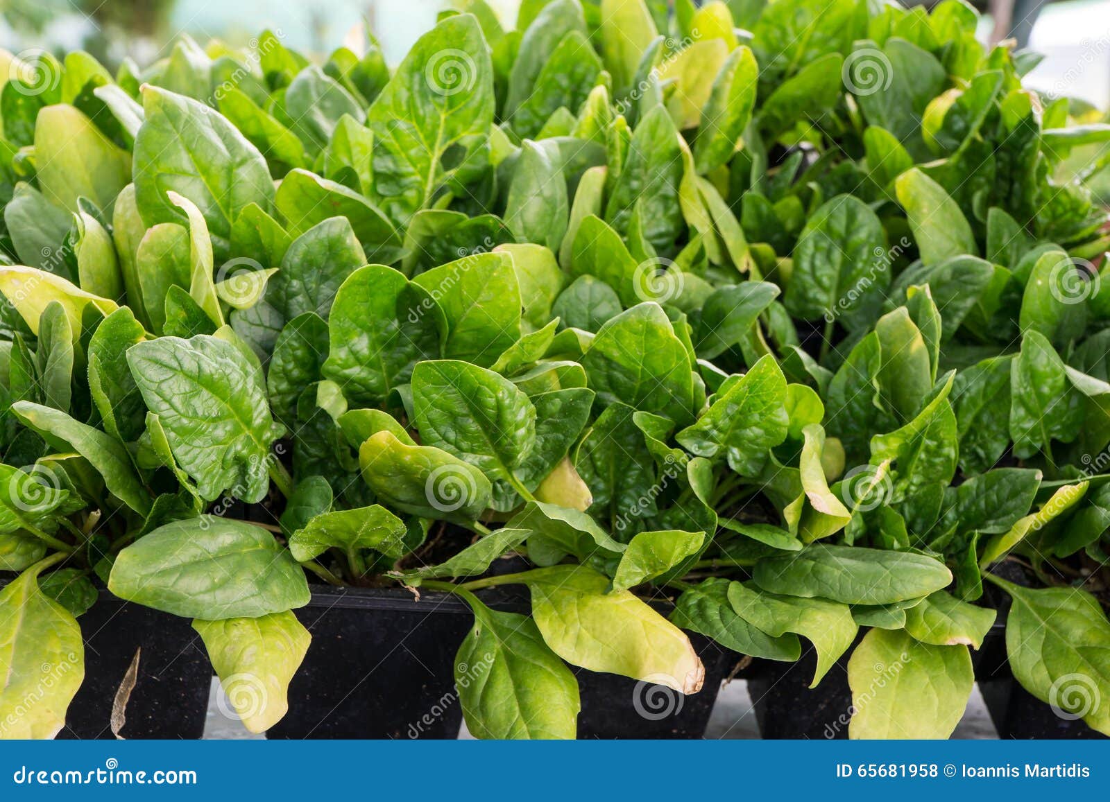 Spinacio Matador - I Migliori Semi Da Orto Solo Su - Foto 9