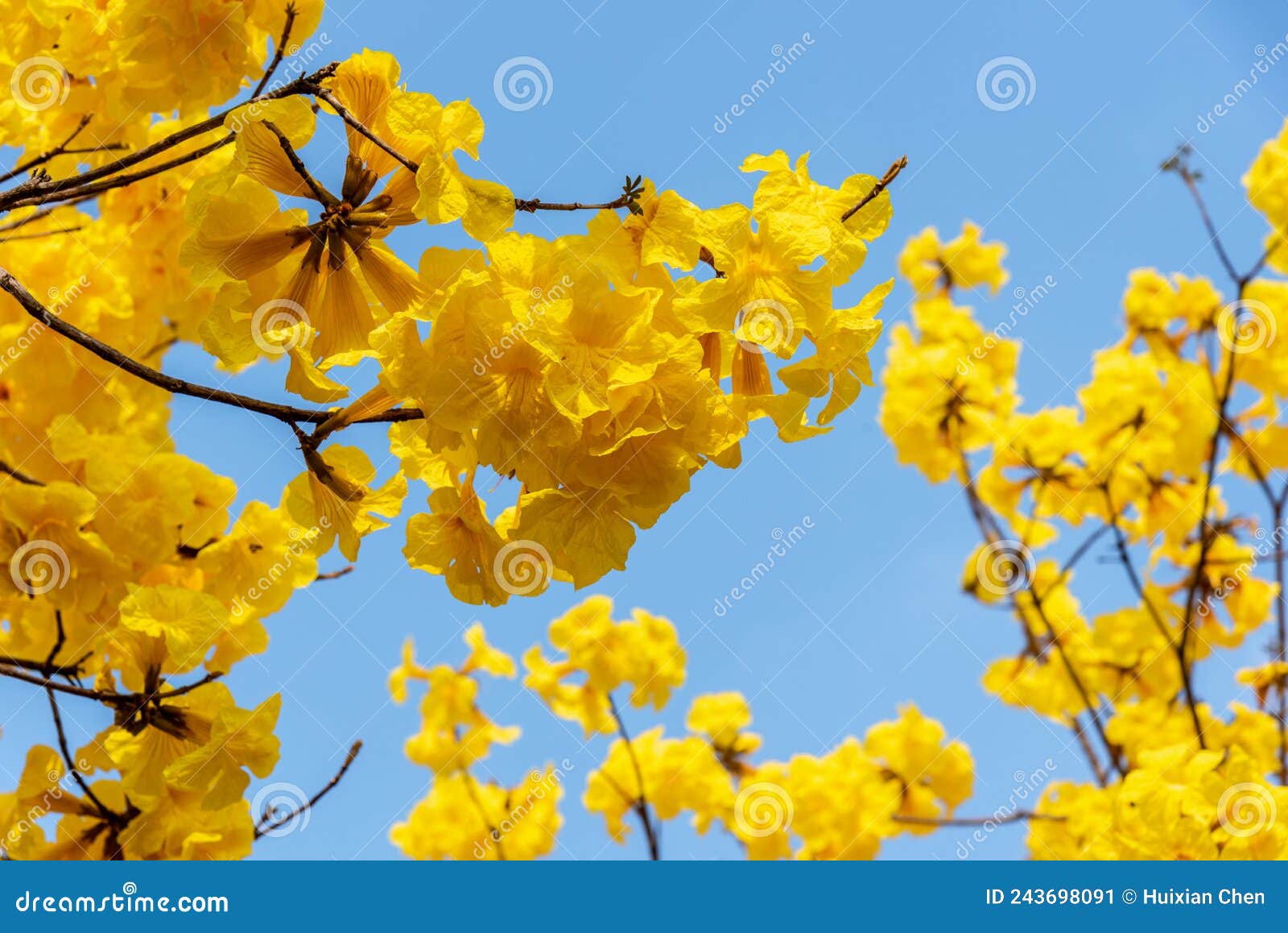Golden Tabebuia Chrysotricha or Golden Trumpet Tree Bloom Brilliantly in  Spring in South China. Stock Image - Image of evergreen, landscape:  243698091