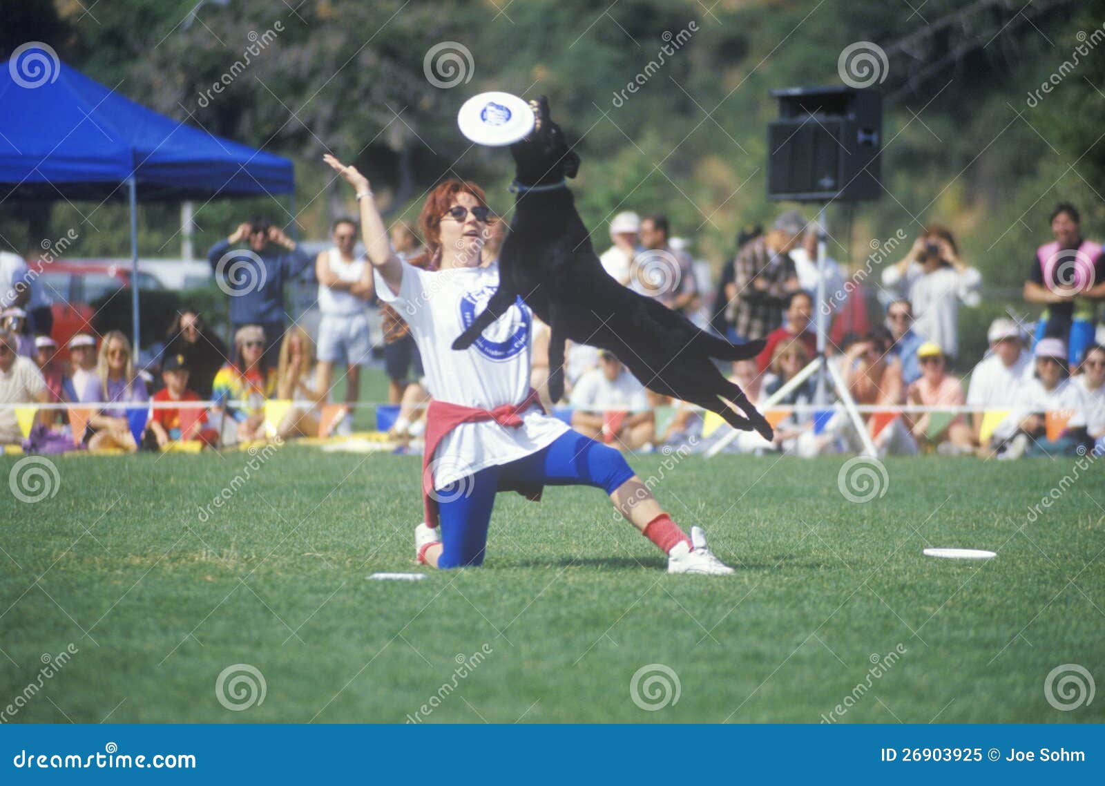 SemiFinals of Canine Frisbee Contest Editorial Image Image of woman
