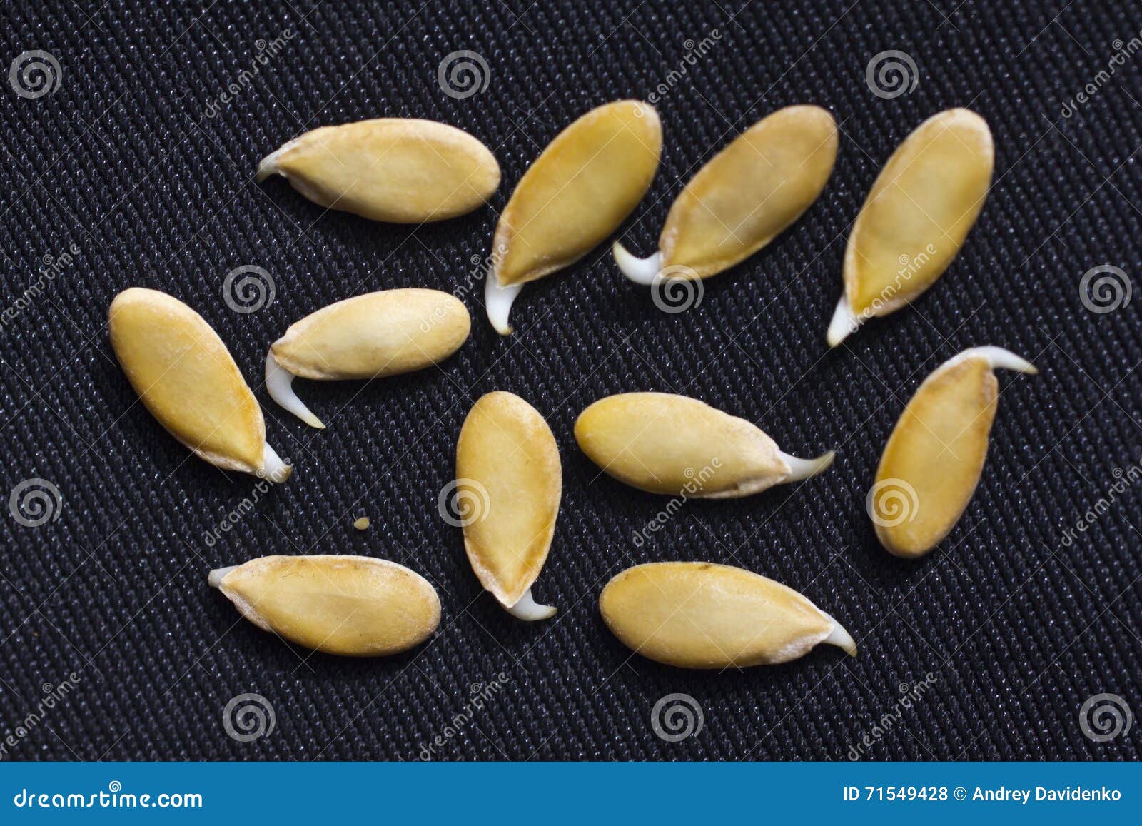 Проросшие семена дыни. Семена дыни. Семечки дыни. Пророщенные семена дыни. Проросшие семена арбуза.