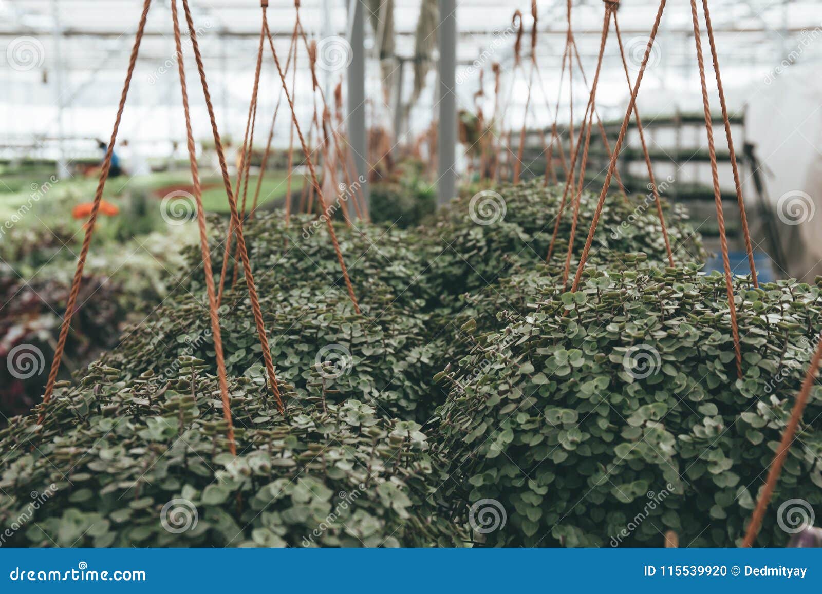 Semi moderni della serra o della serra, di coltivazione e di crescita delle piante ornamentali, scuola materna del fiore dentro l'interno Fabbricazione di giardinaggio botanica di agricoltura di affari