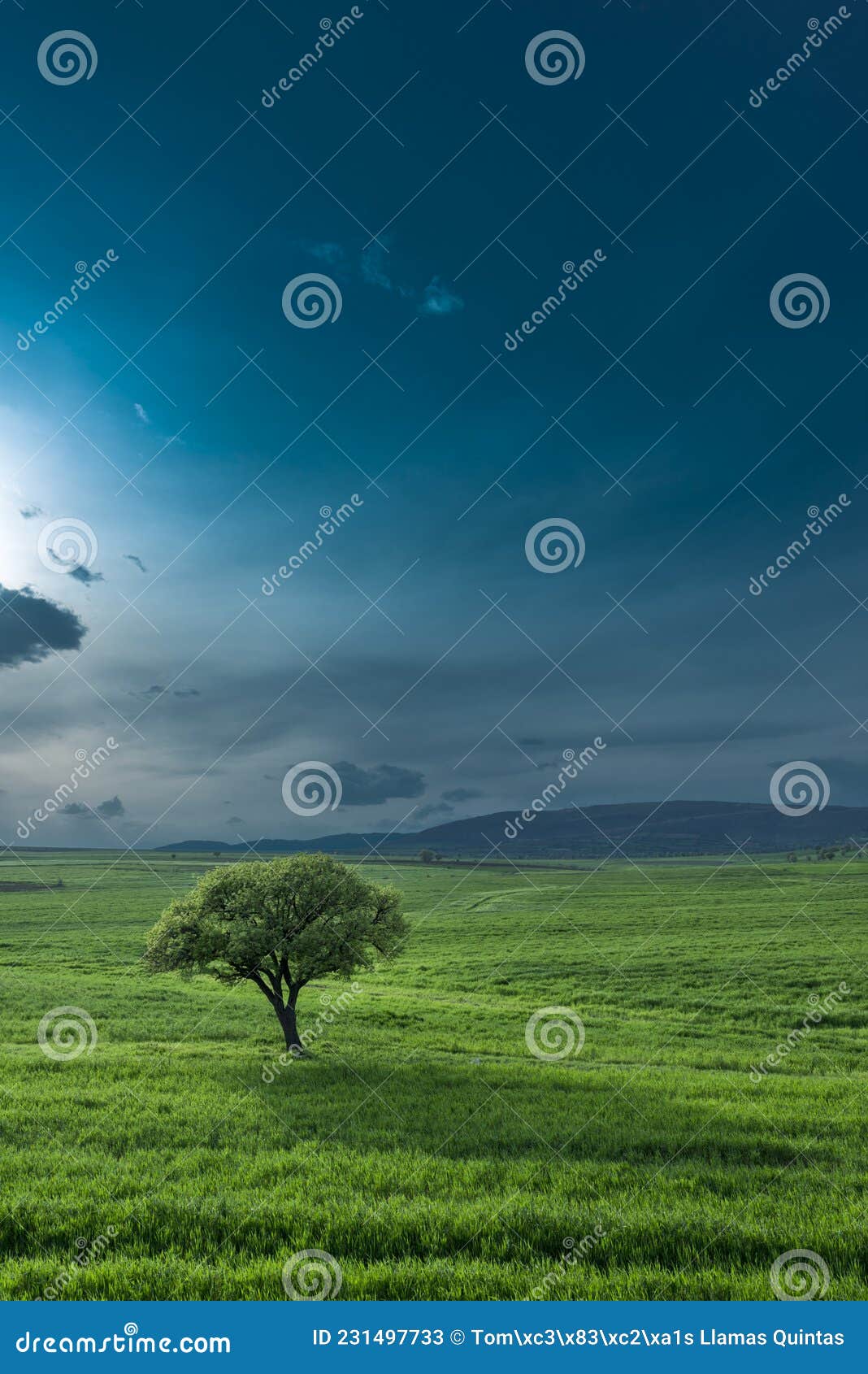 Seminocturnal Image of Lonely Tree Stock Image Image of clear