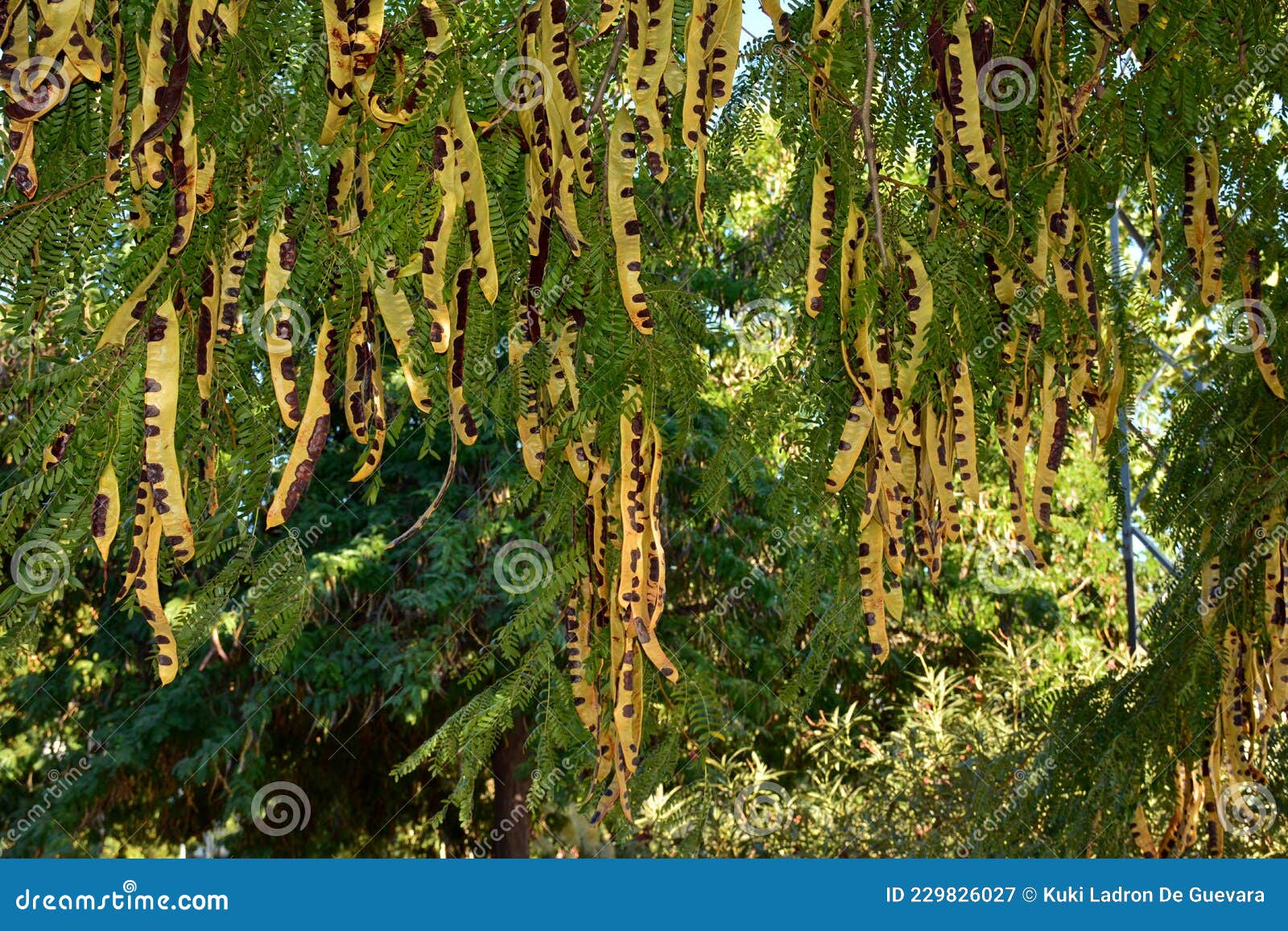 fruits on the branches of a three-spined acacia