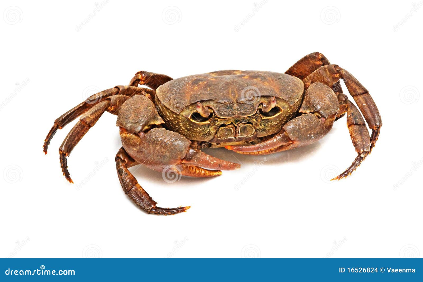 Semi-terrestrial Freshwater Crab Stock Photo - Image of cancer ...