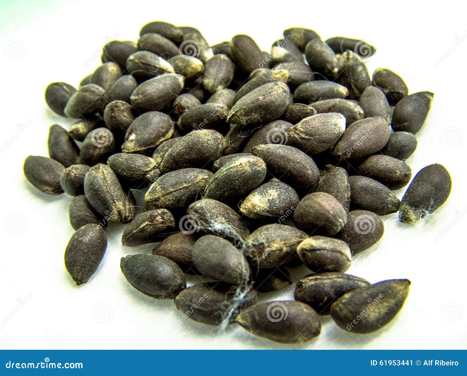 Semilla de algodón imagen de archivo. Imagen de agroindustria 61953441