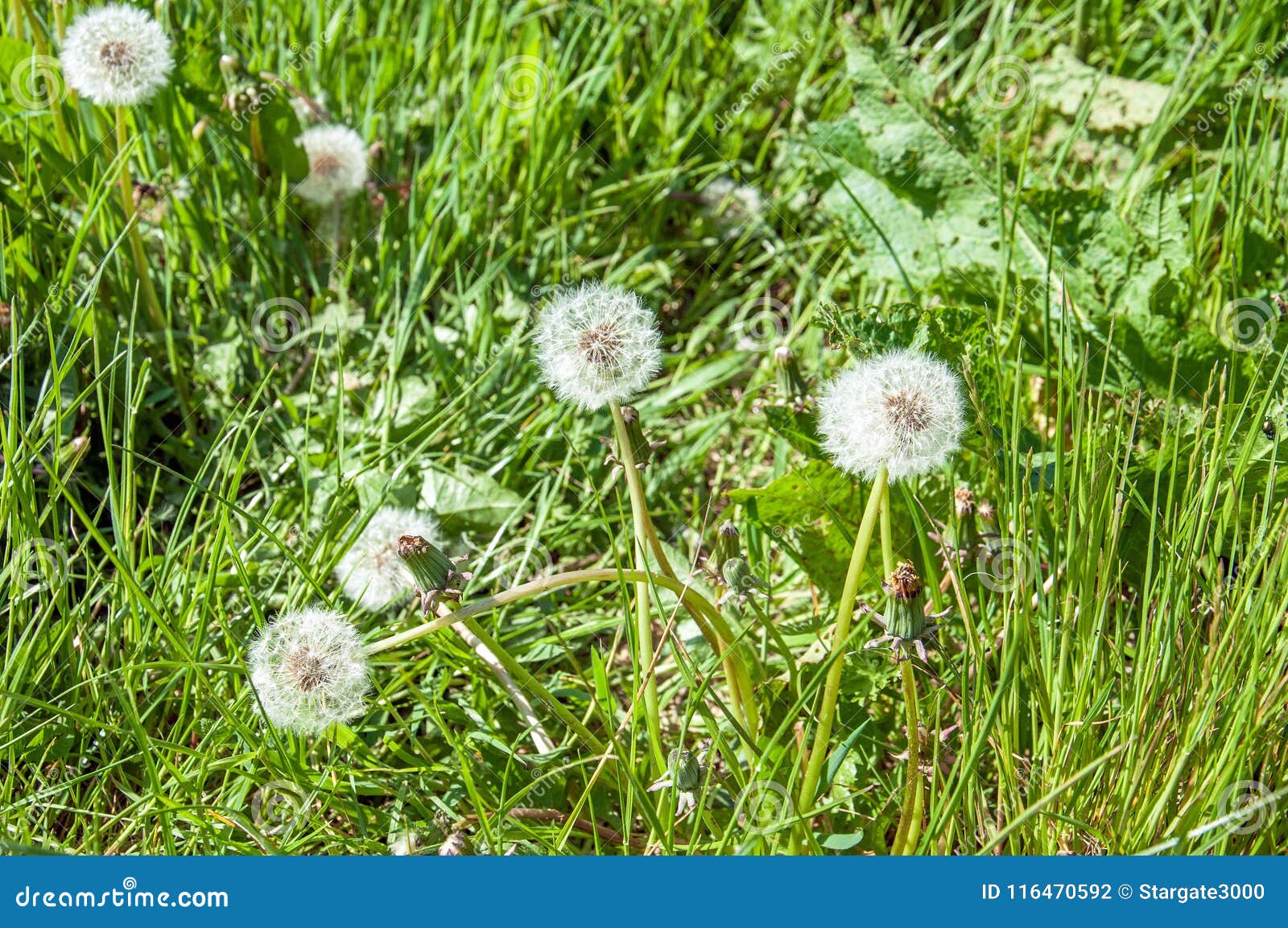 Semillas De Flor Bonitas Del Diente De León a Lo Largo Del Borde De La  Carretera En El Campo Inglés Foto de archivo - Imagen de flores, camino:  116470592