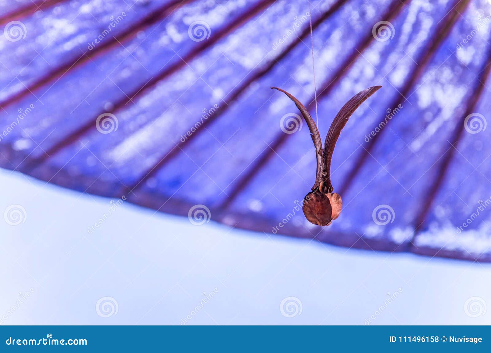 Semillas de Roxb de la semilla del vuelo del alatus de Dipterocapus en fondo del color. Semillas de Roxb de la semilla del vuelo del alatus de Dipterocapus en el fondo violeta o púrpura de la textura del paraguas del color