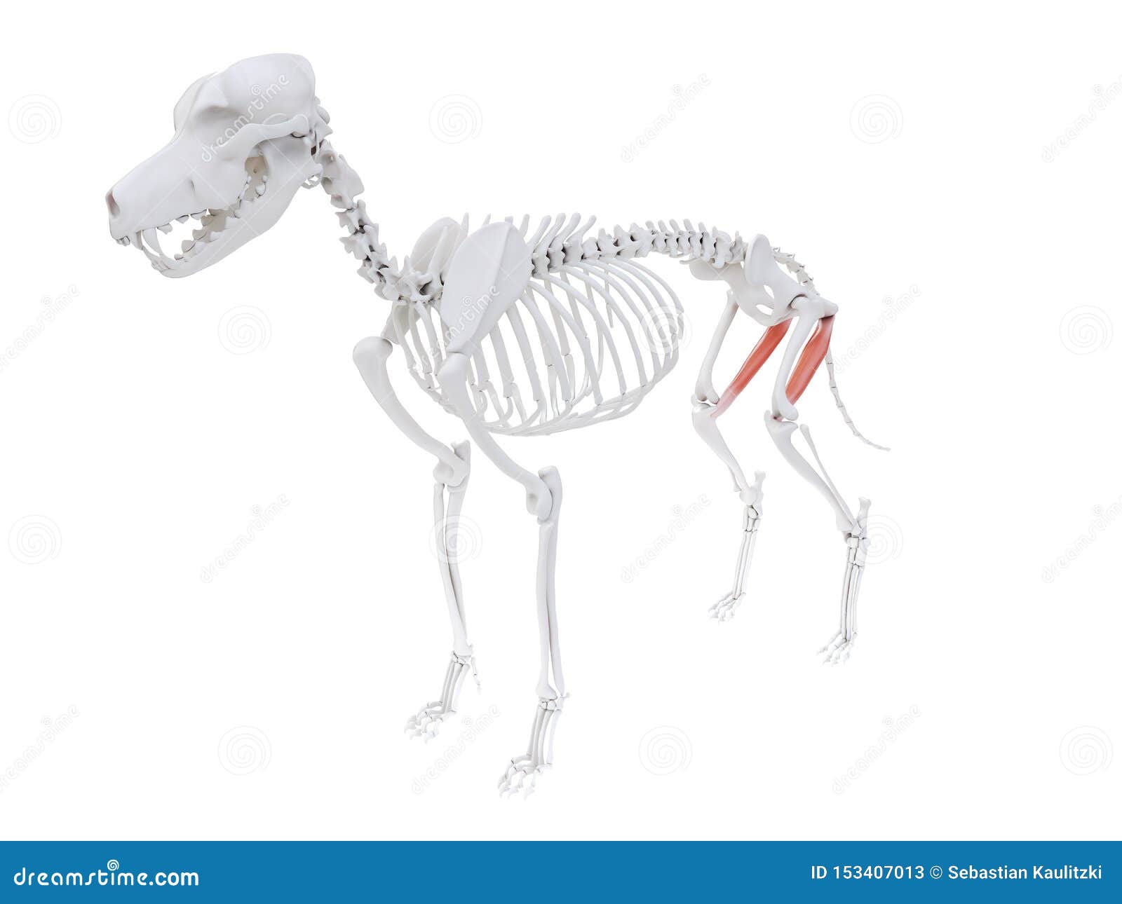 Semimembranosus stock illustration. Illustration of backbone - 153407013