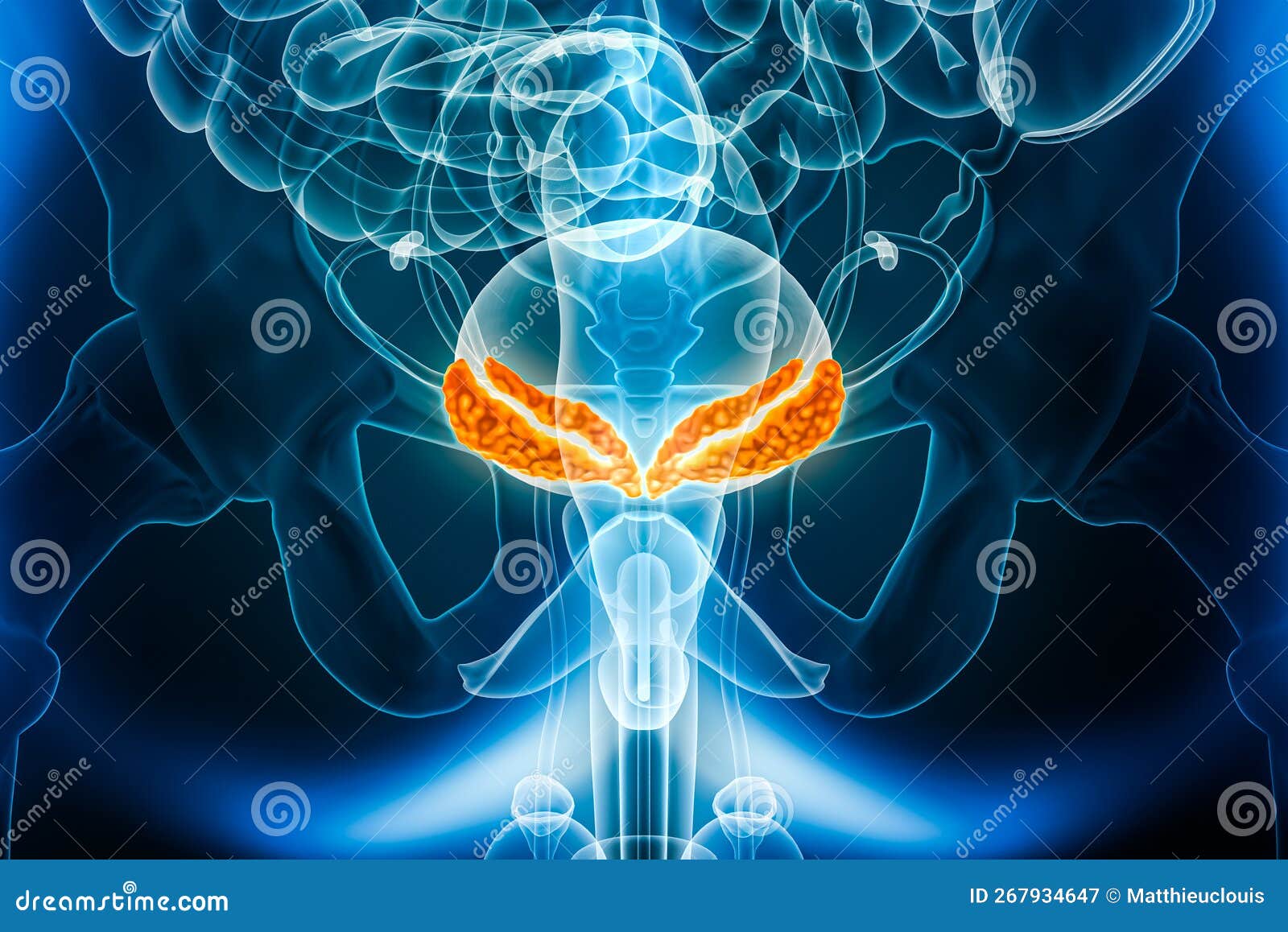 seminal or vesicular glands or vesicles posterior or back view 3d rendering  with male body contours. human anatomy,