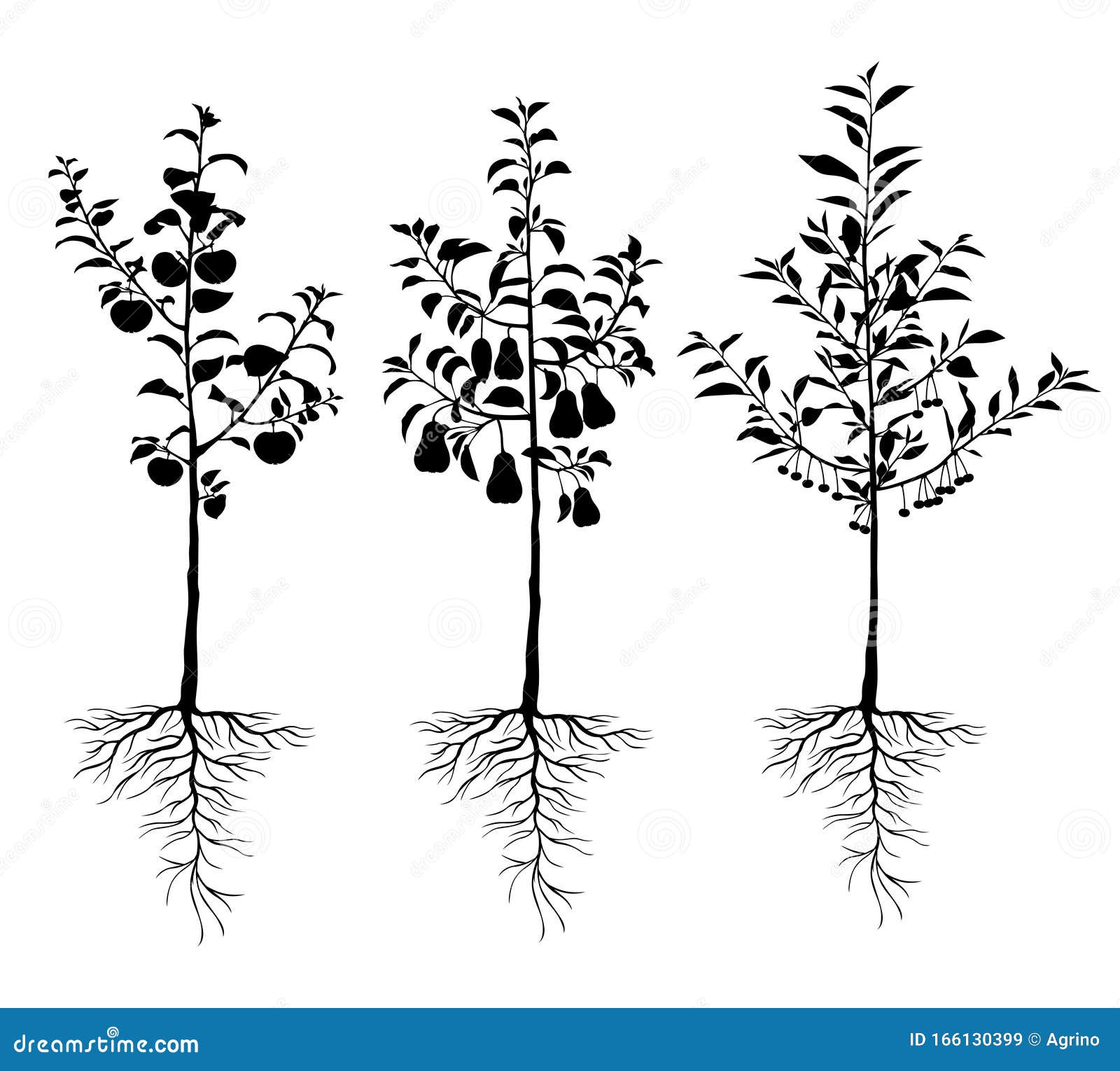 Alberi Da Frutto Con Radici Profonde Seminativi Di Giovani Alberi Da Frutto Con Radici Piantate