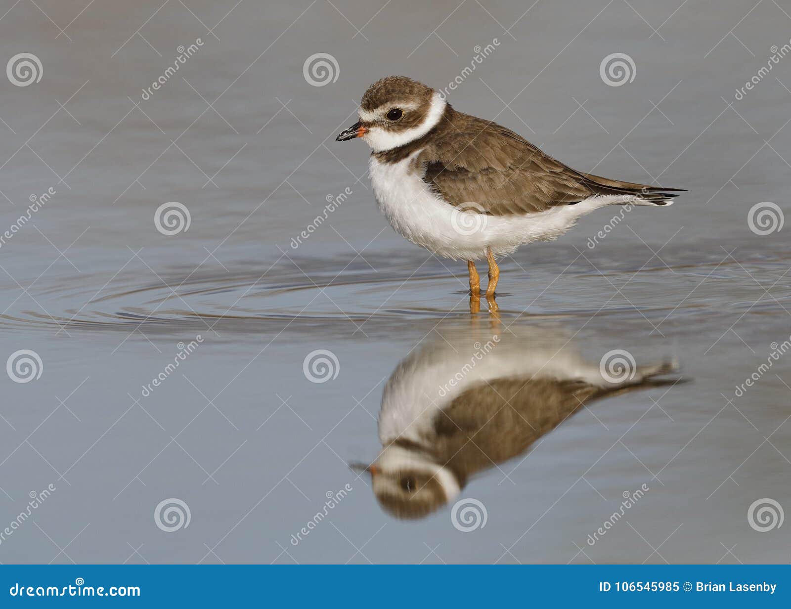 semipalmated plover wading in a shallow pond - florida